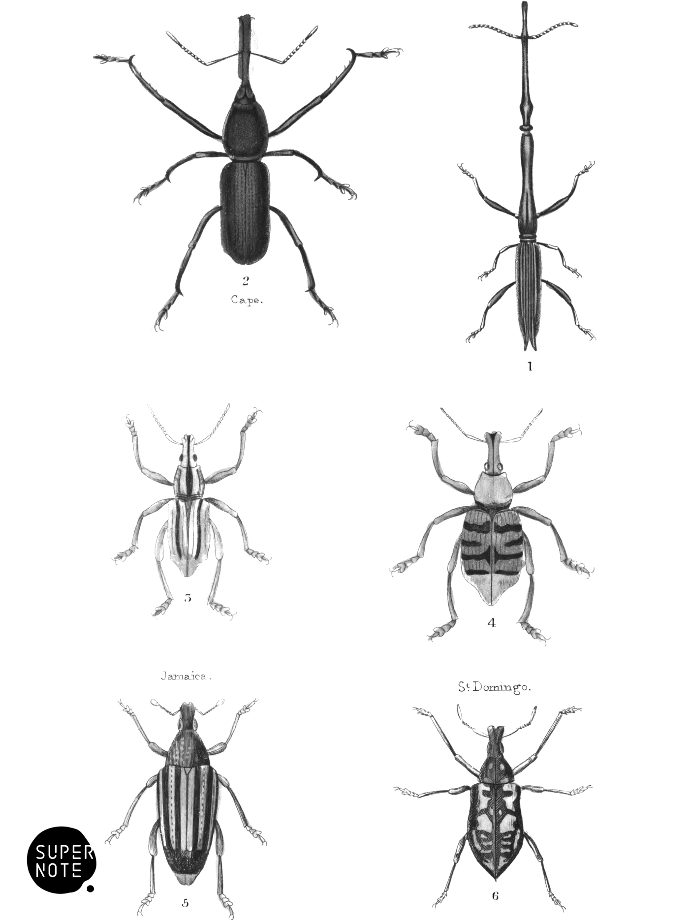 Tetramera (vol-08 plate-21).png