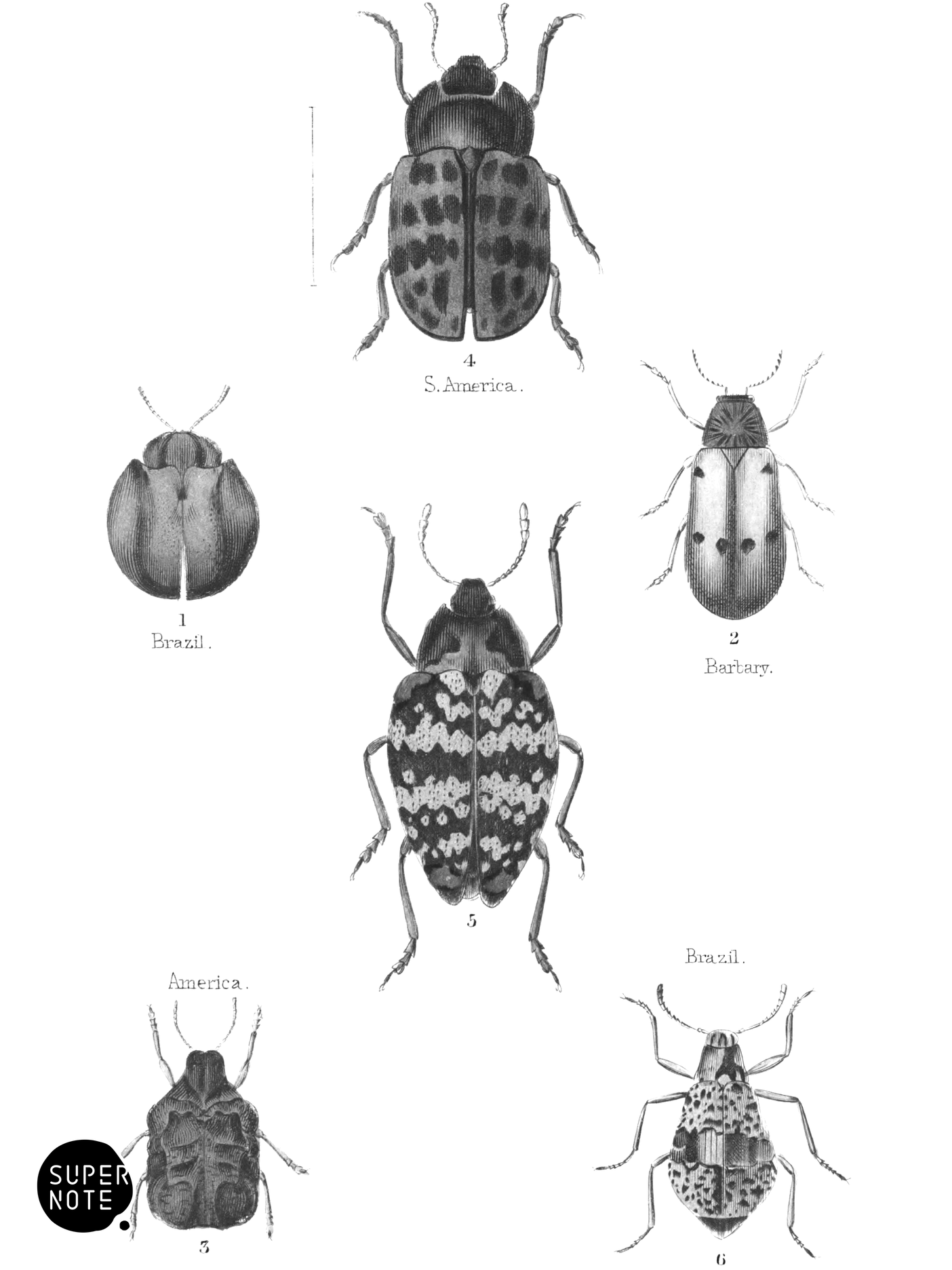 Tetramera (vol-08 plate-29).png