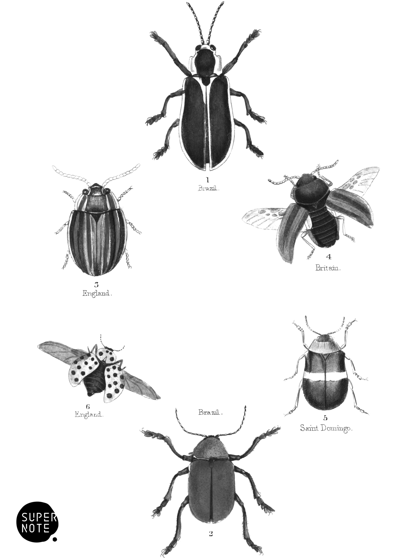 Tetramera & Teimera (vol-08 plate-30).png