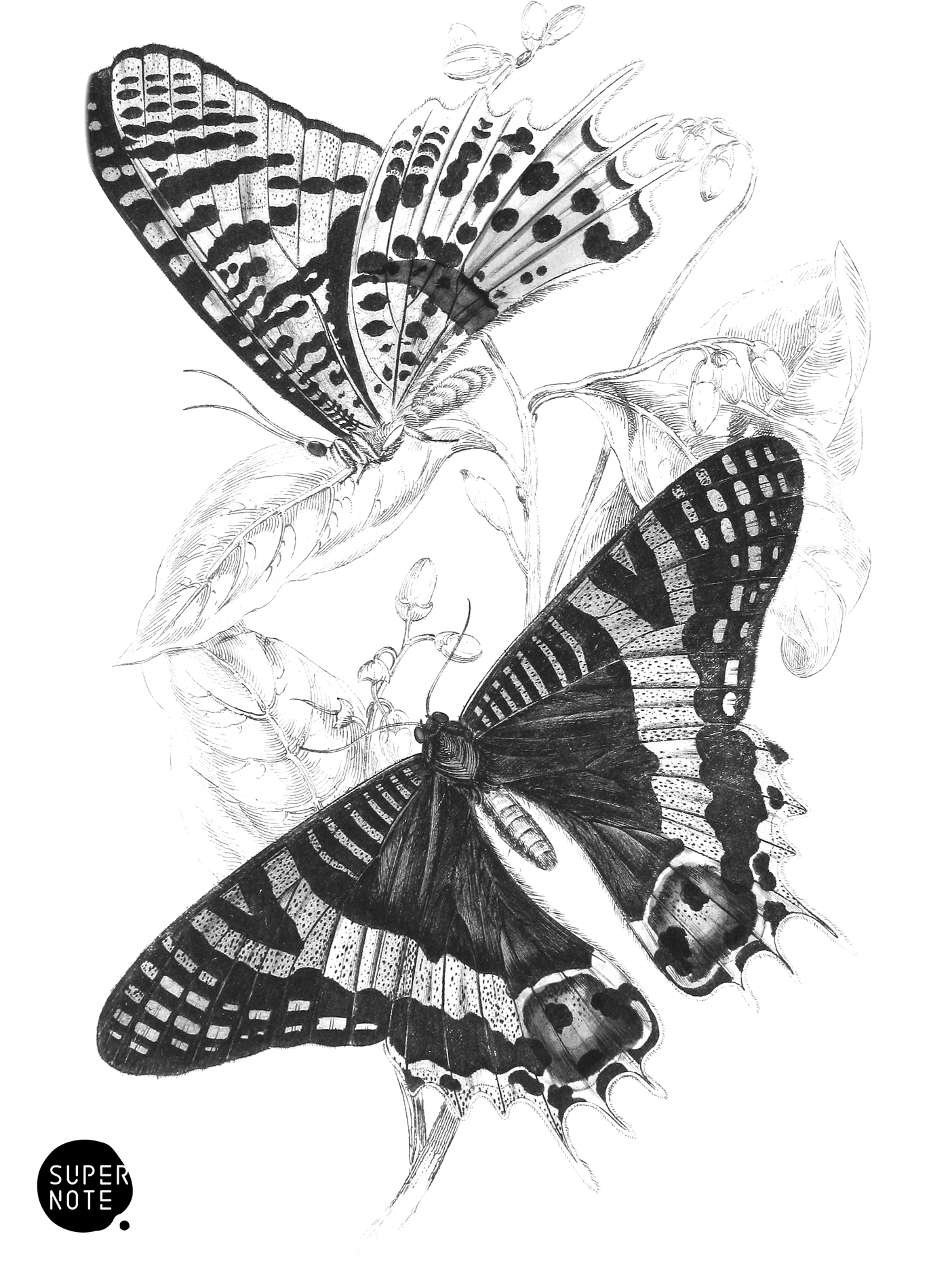Thaliura Rhipheus (vol-18 plate-28).png