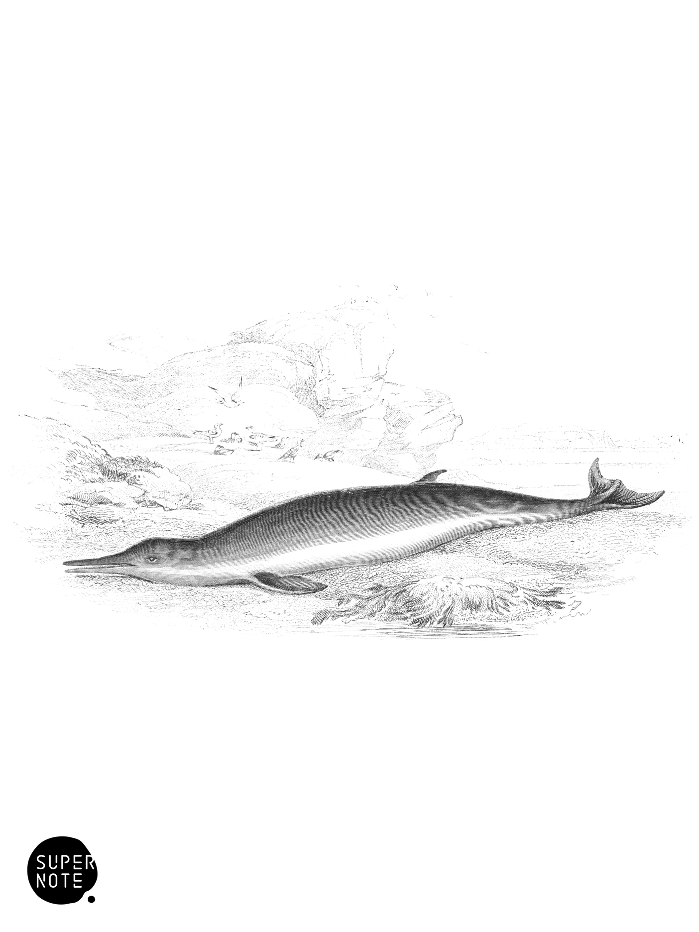 The Toothless Whale of Havre (vol-16 plate-14).png