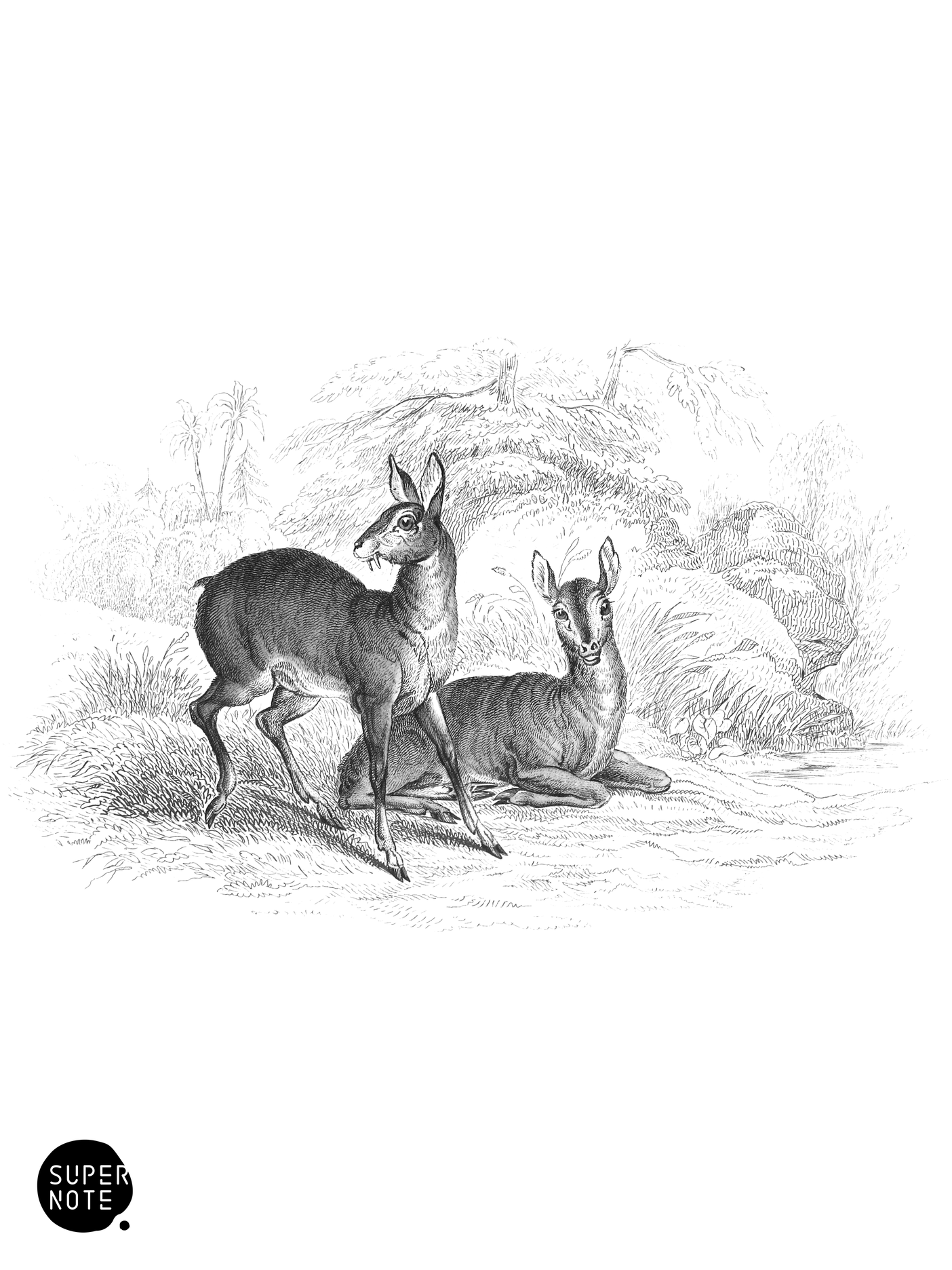 Thibetian Musk (vol-11 plate-3).png
