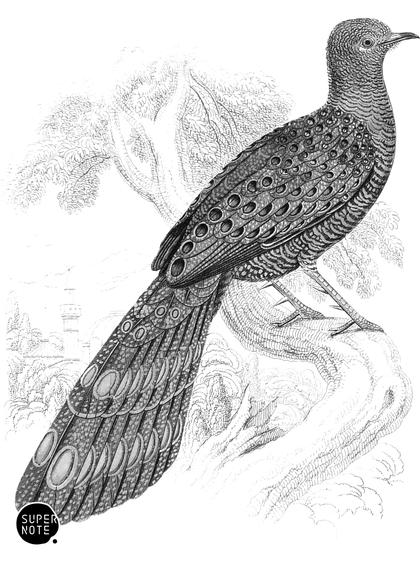 Thibetian Poly­plec­tron (vol-05 plate-6).png