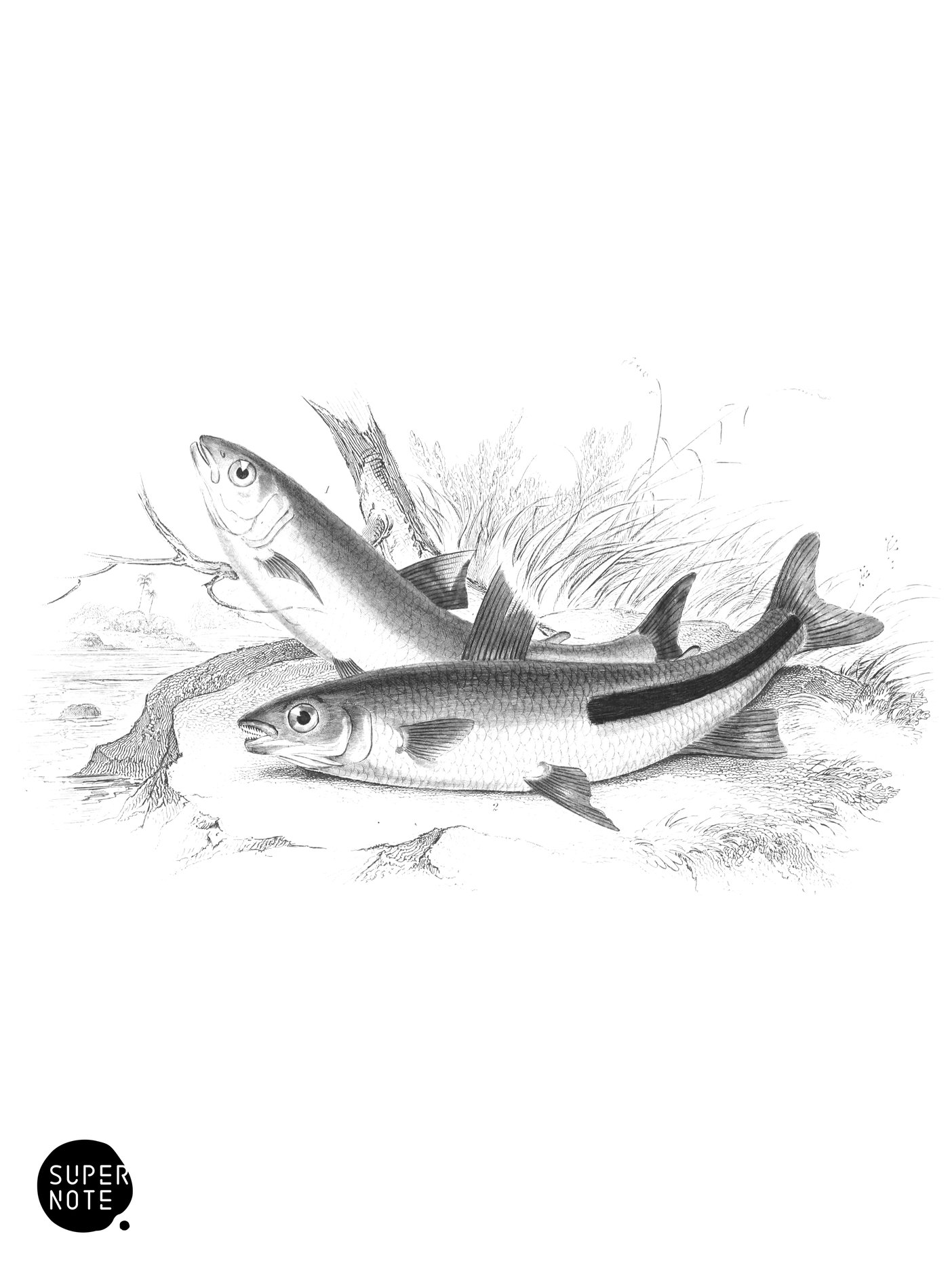 Thick-Lipped & Black-Striped Chalceus (vol-32 plate-13).png
