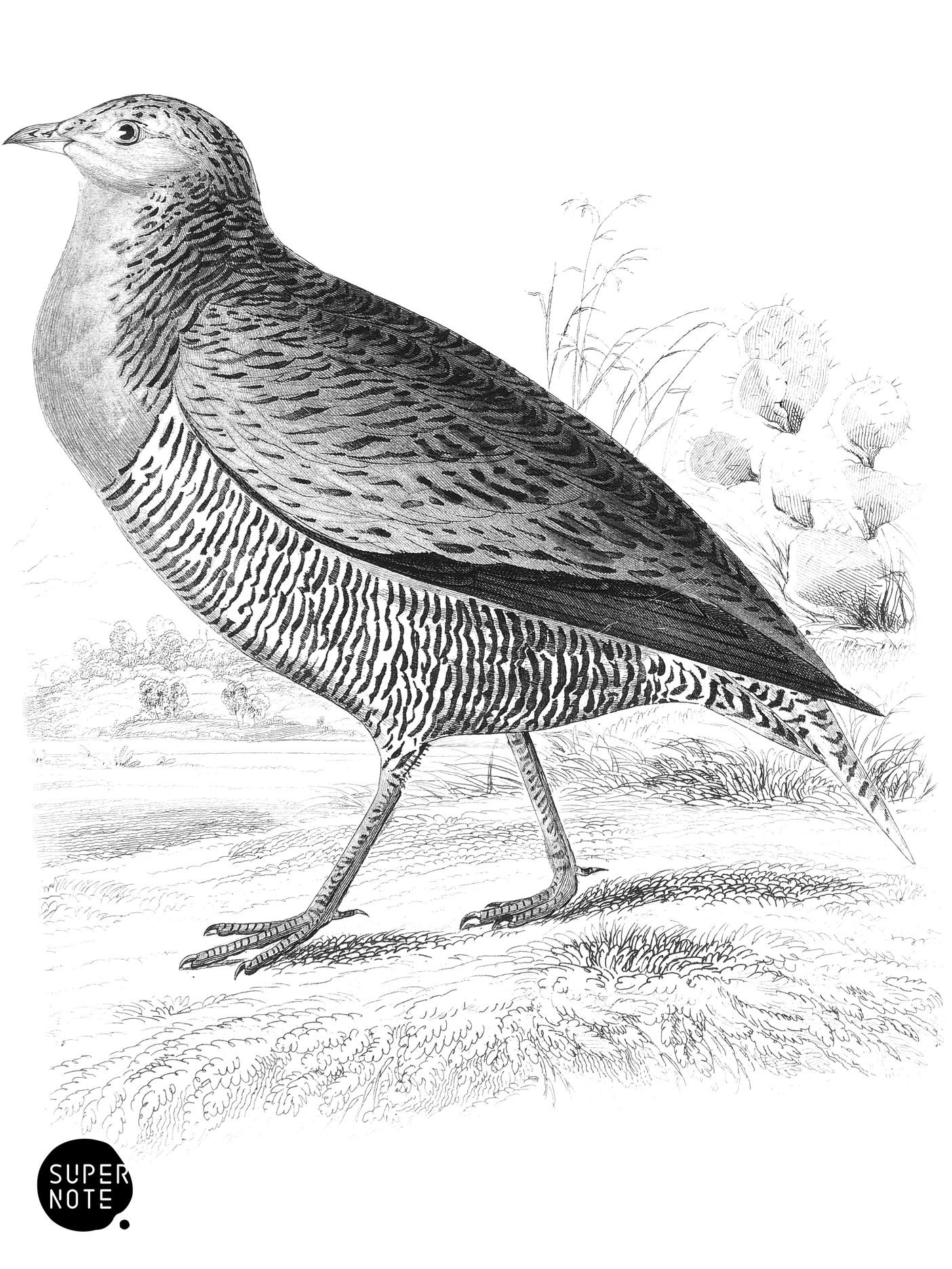 Three-Banded Sand-Grouse (vol-19 plate-23).png
