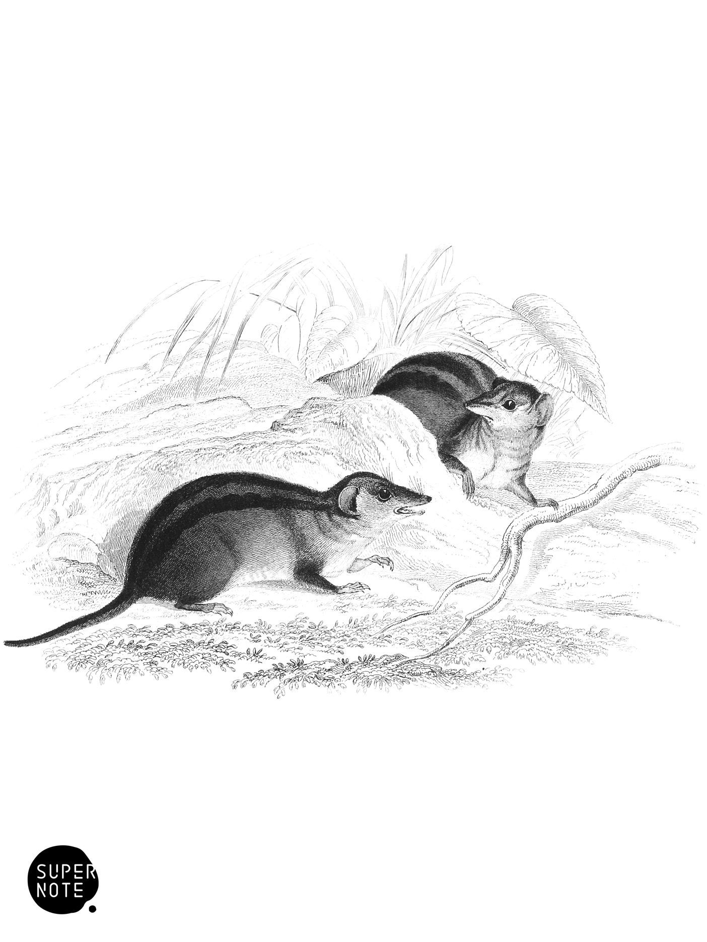Three-Striped Opossum (vol-30 plate-3).png