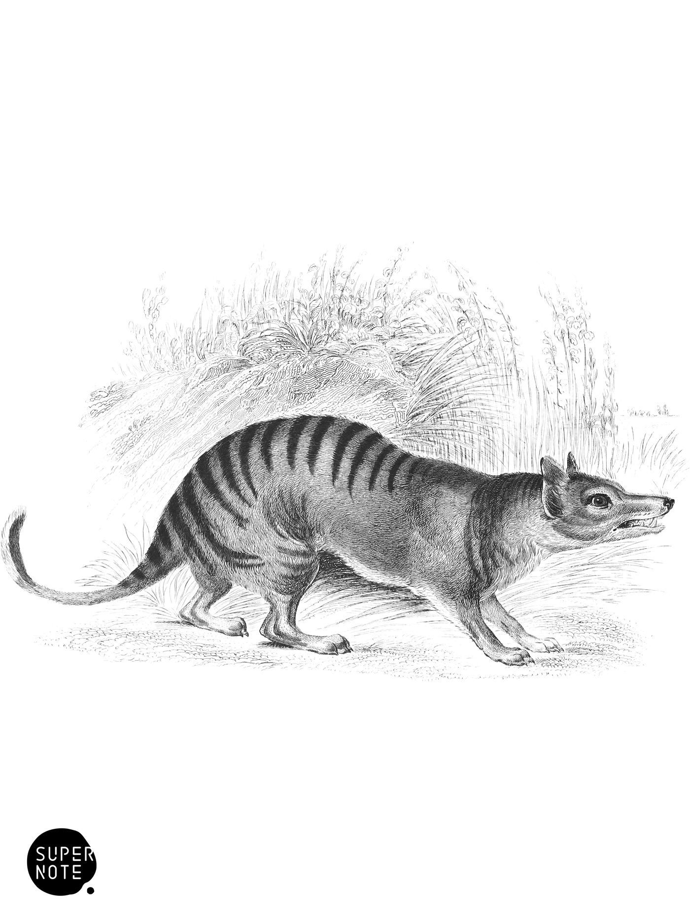 Thylacinus (vol-30 plate-5).png