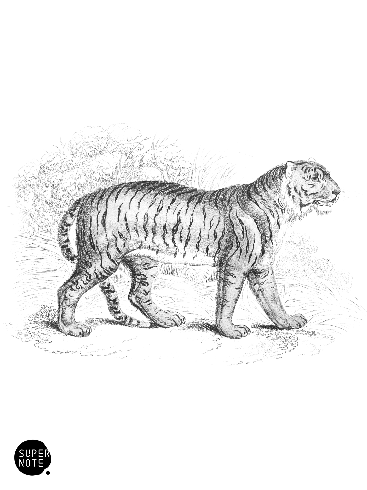 Tiger (vol-04 plate-6).png