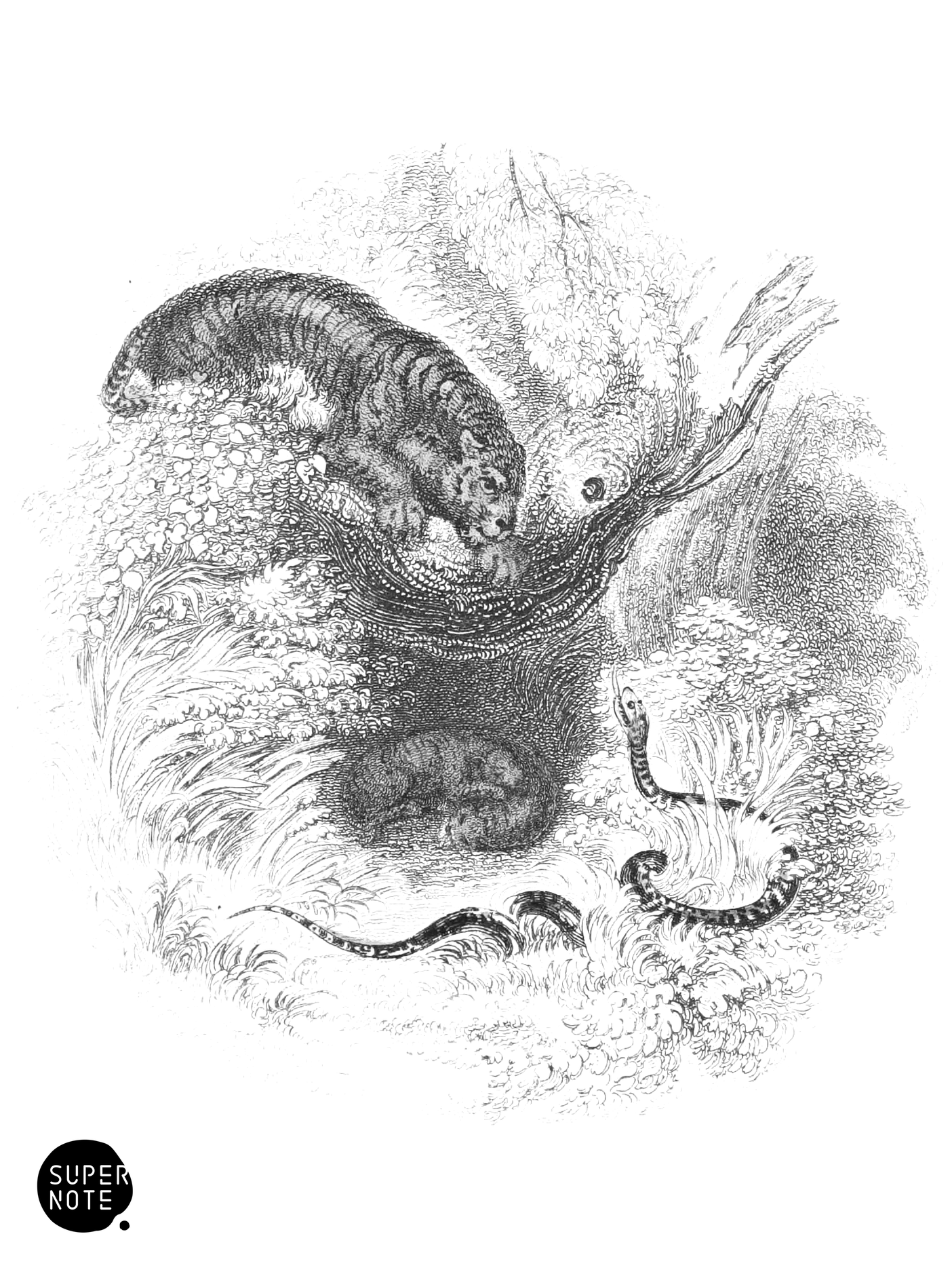 Tiger (vol-04 vignette).png