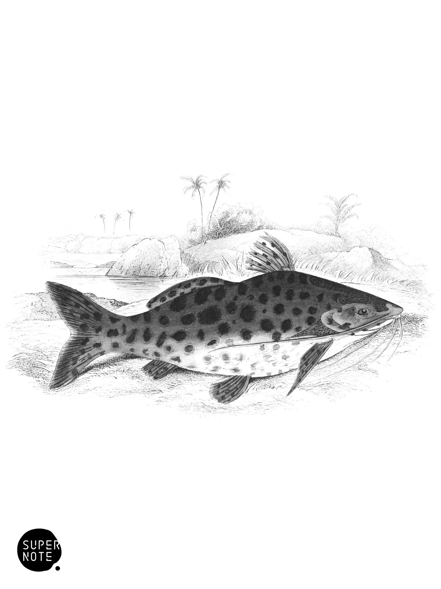 Tiger Pimelodus (vol-32 plate-5).png