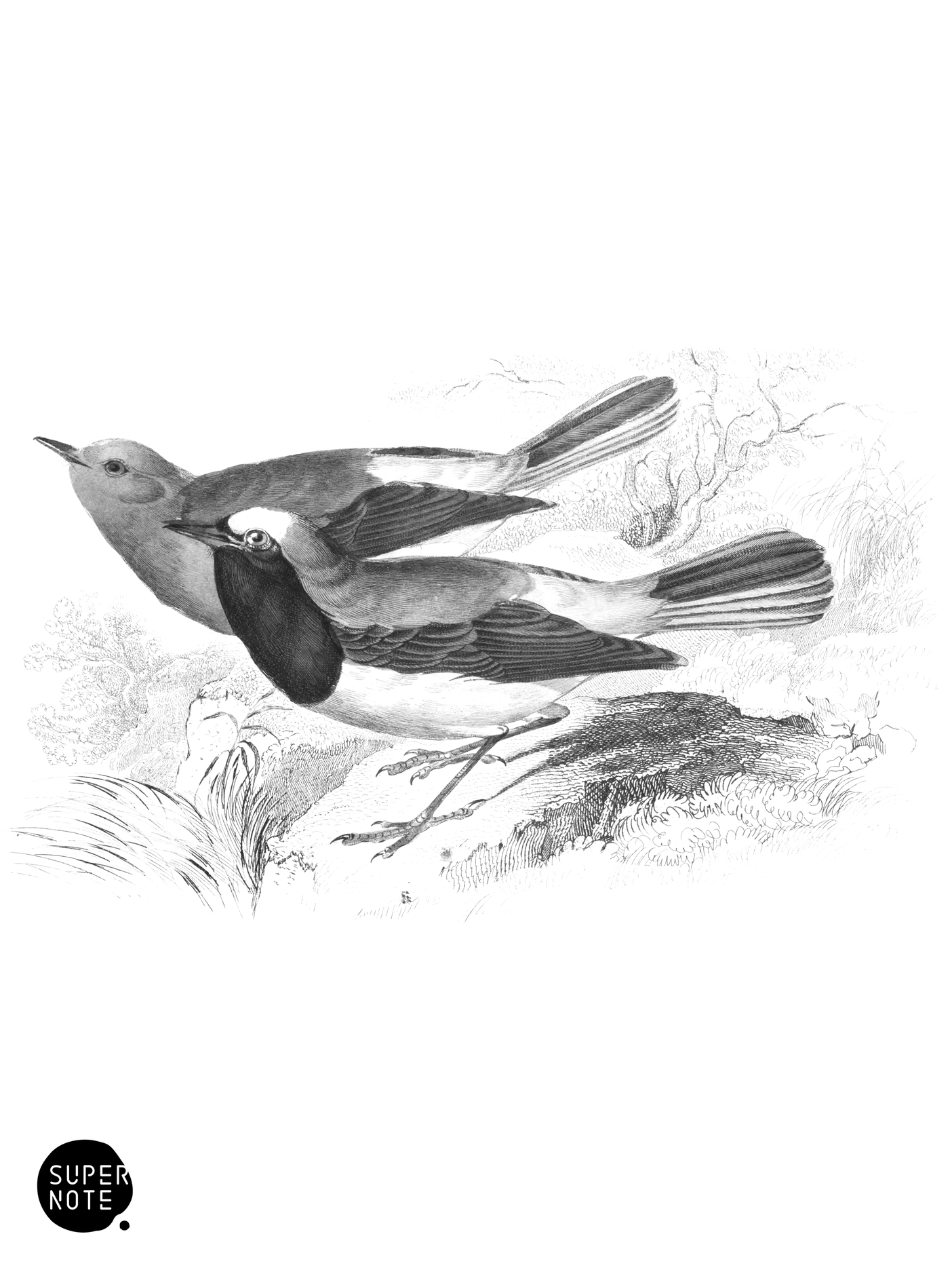 Tithys Redstart (vol-24 plate-6).png