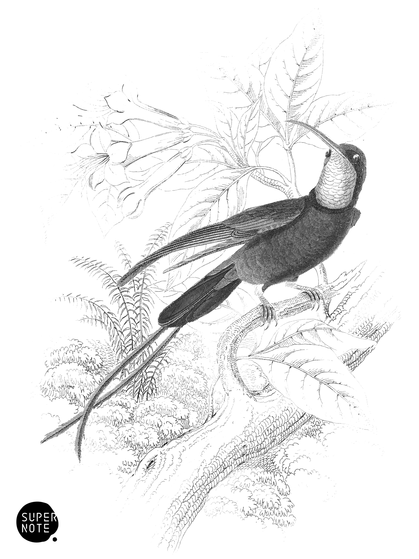Topaz-Throated Humming-Bird (vol-03 plate-24).png