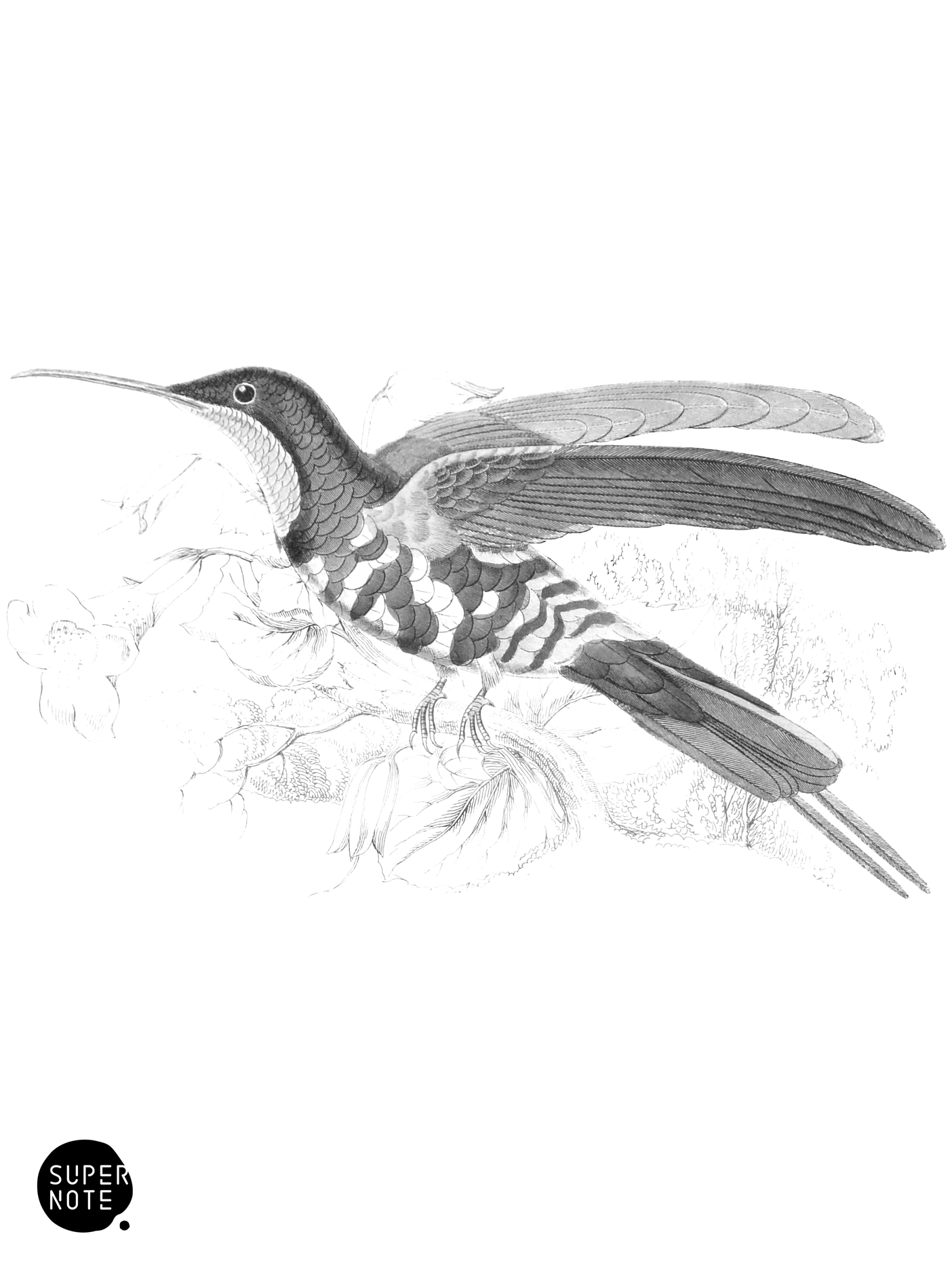 Topaz-Throated Humming-Bird (vol-03 plate-25).png