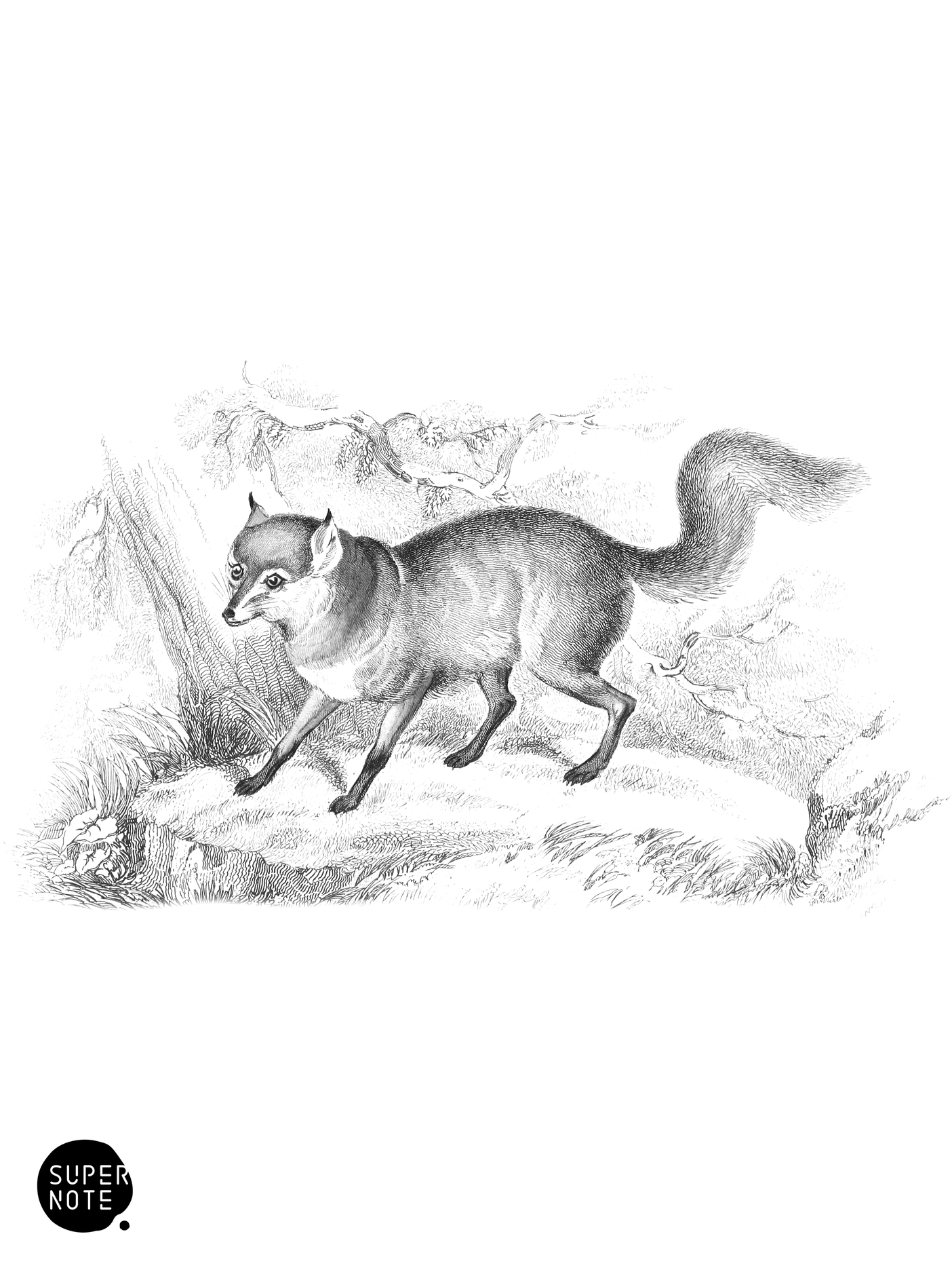 Tri-Coloured Fox (vol-28 plate-23).png