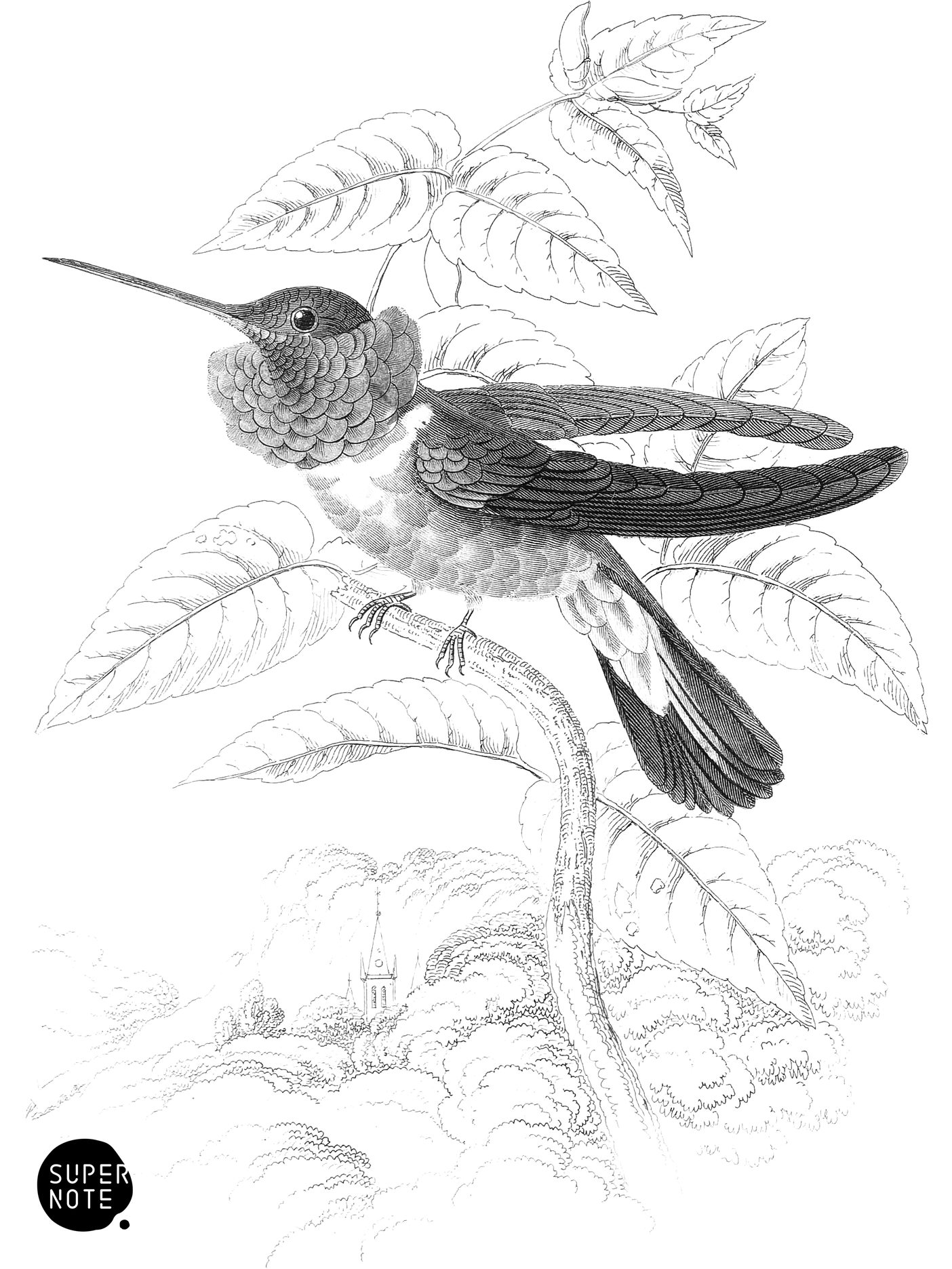 Tri-Coloured Humming-Bird (vol-03 plate-13).png