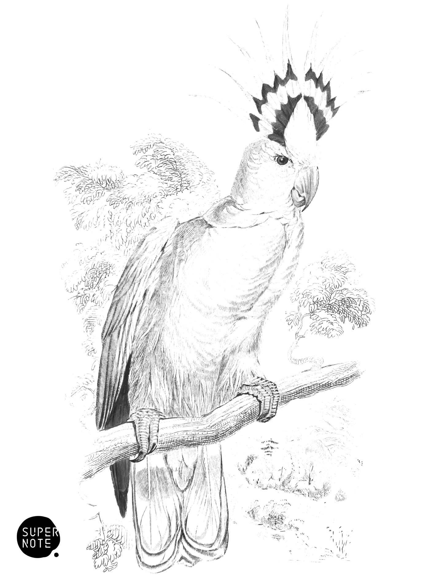 Tricolour-Crested Cockatoo (vol-15 plate-13).png