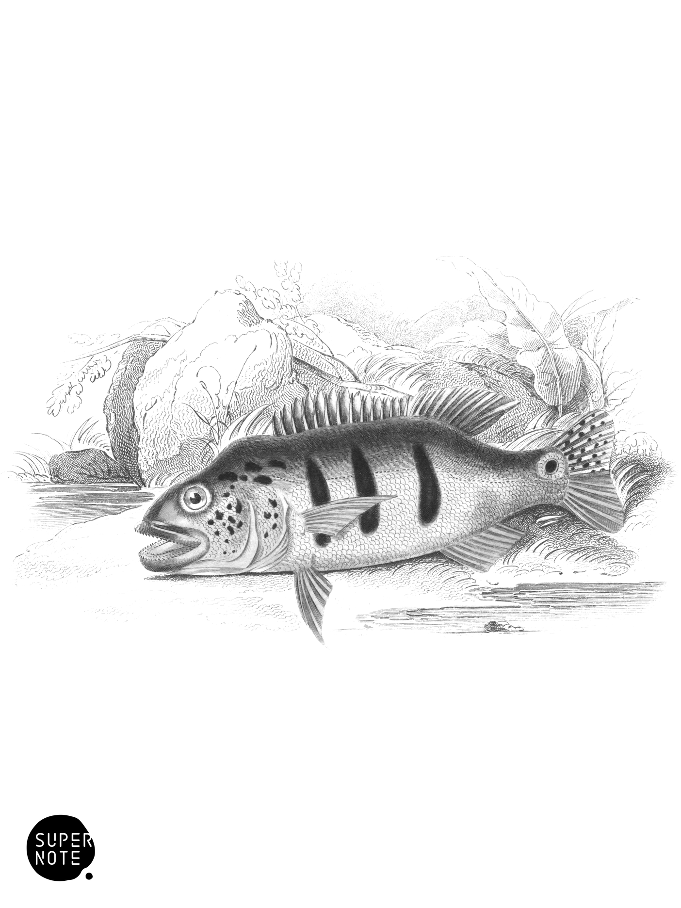 Triple-Banded Cychla (vol-38 plate-9).png