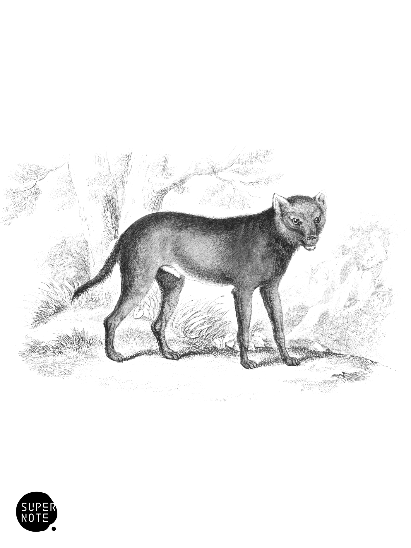 True Dhole (vol-25 plate-7).png