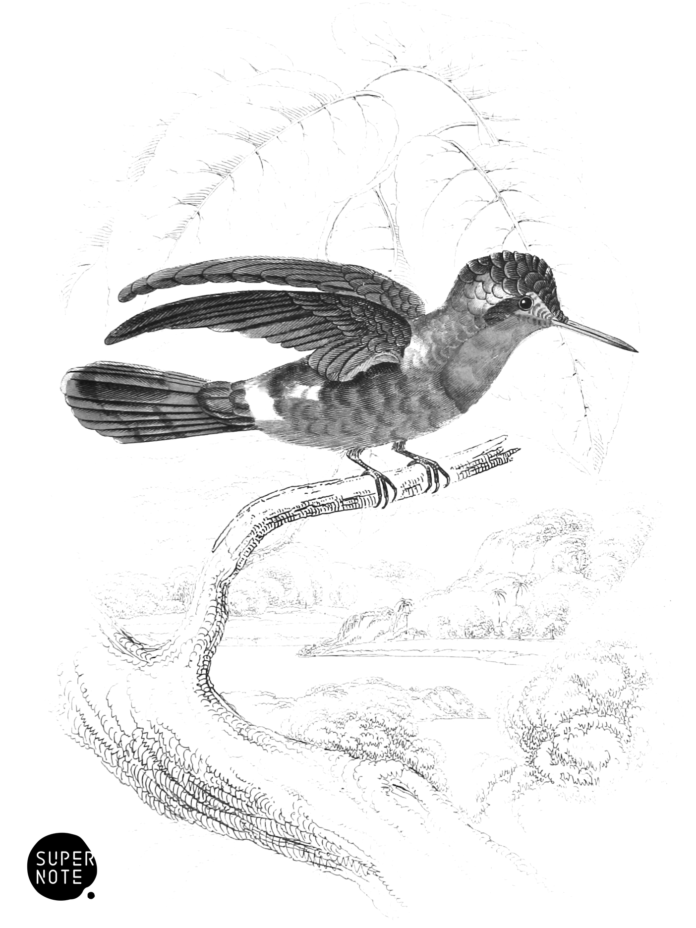 Tufted-Necked Humming-Bird (Female) (vol-01 plate-16).png