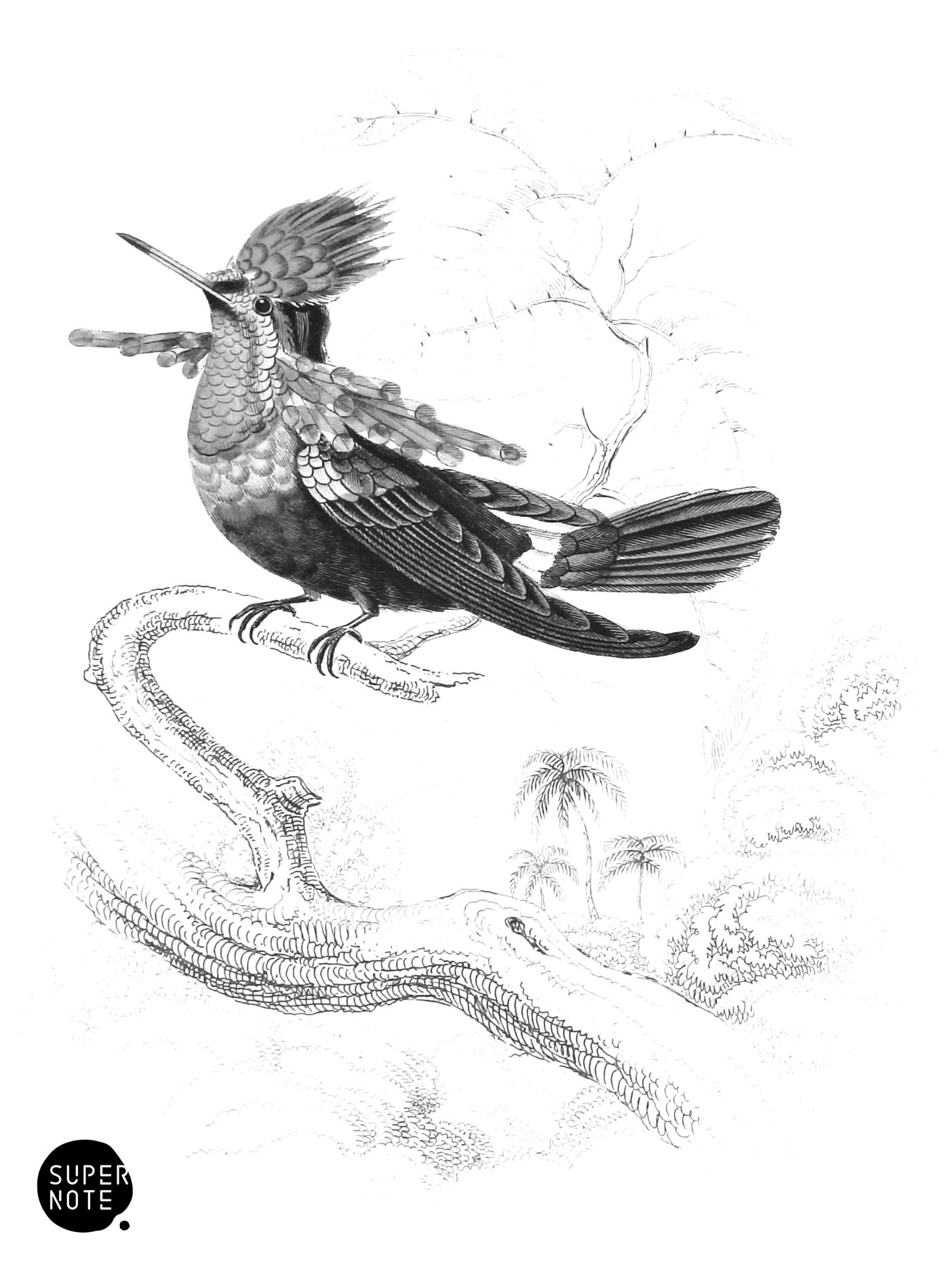 Tufted-Necked Humming-Bird (Male) (vol-01 plate-15).png