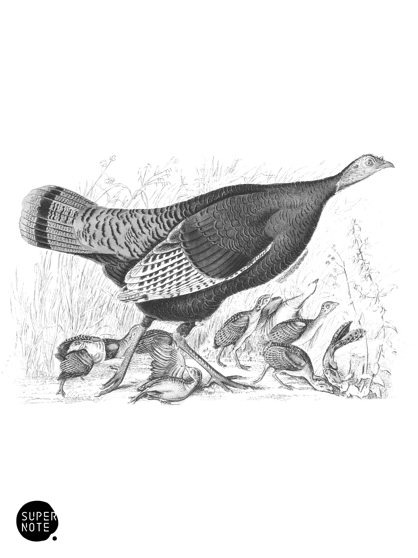 Turkey (Female and Young) (vol-05 plate-2).png