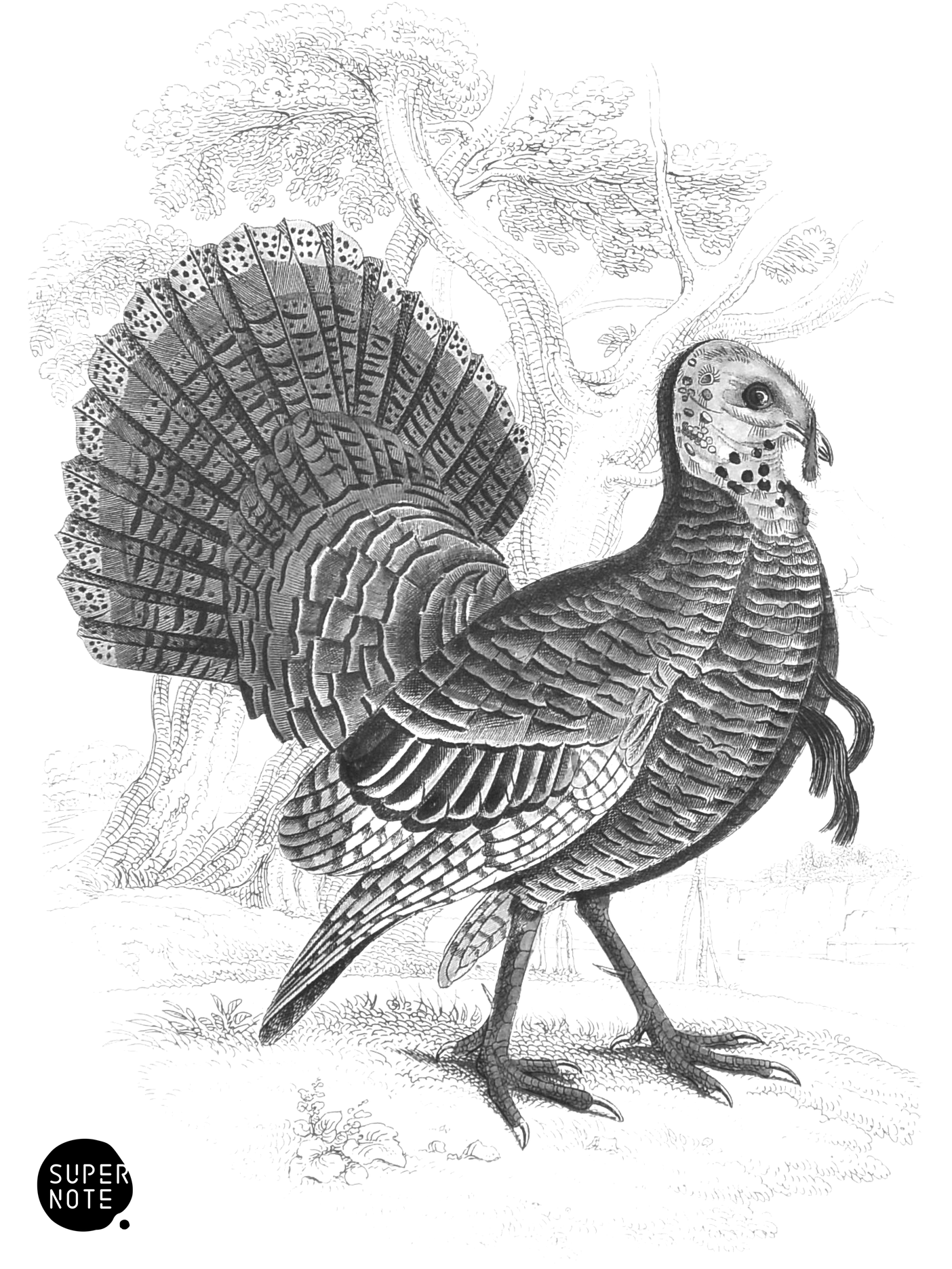 Turkey (vol-05 plate-1).png