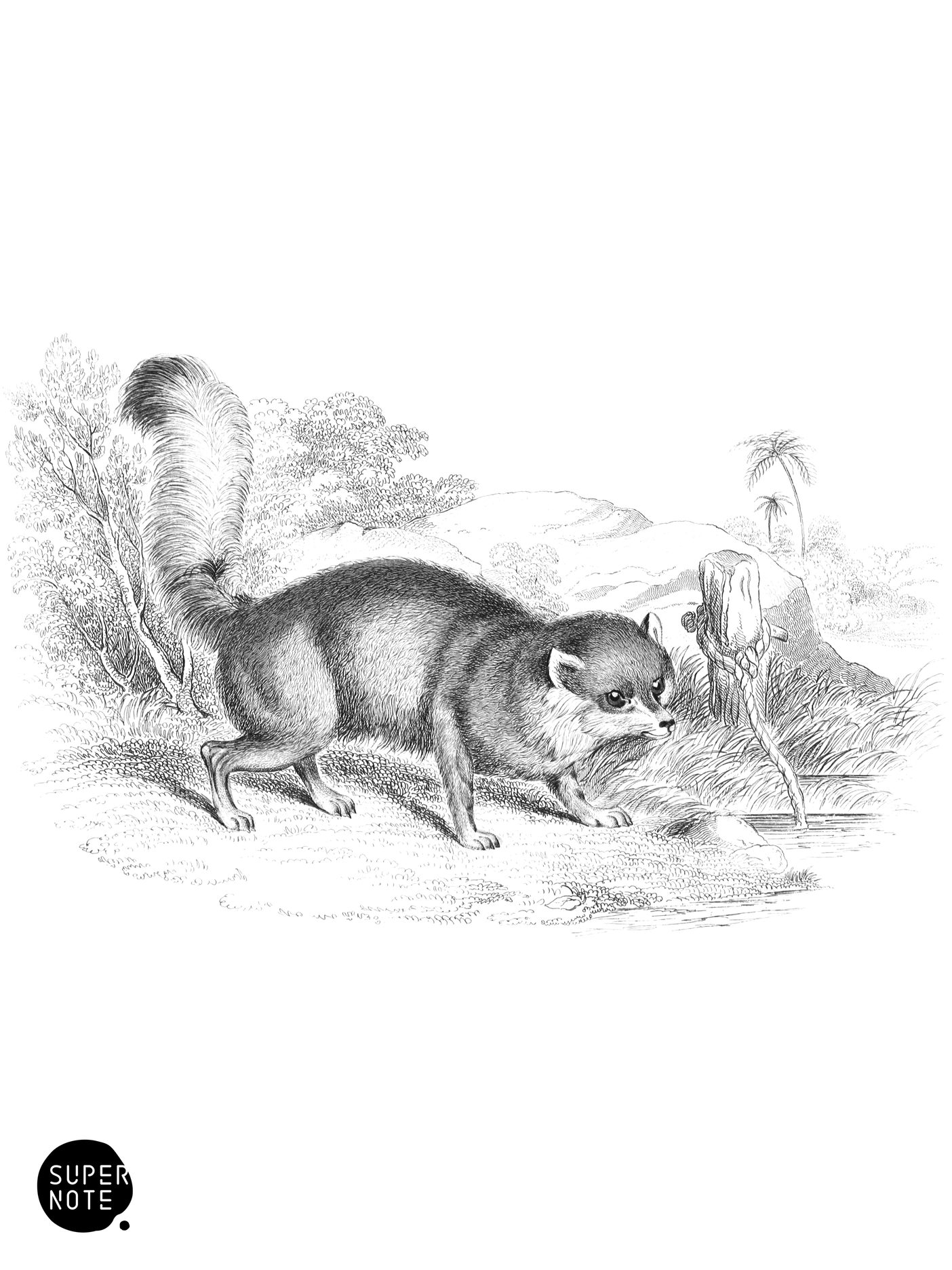 Turkish Dog-Fox (vol-25 plate-18).png