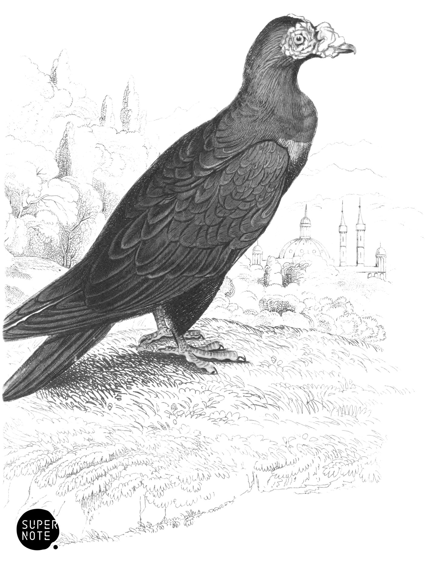 Turkish or Mawmet Pigeon (vol-09 plate-16).png