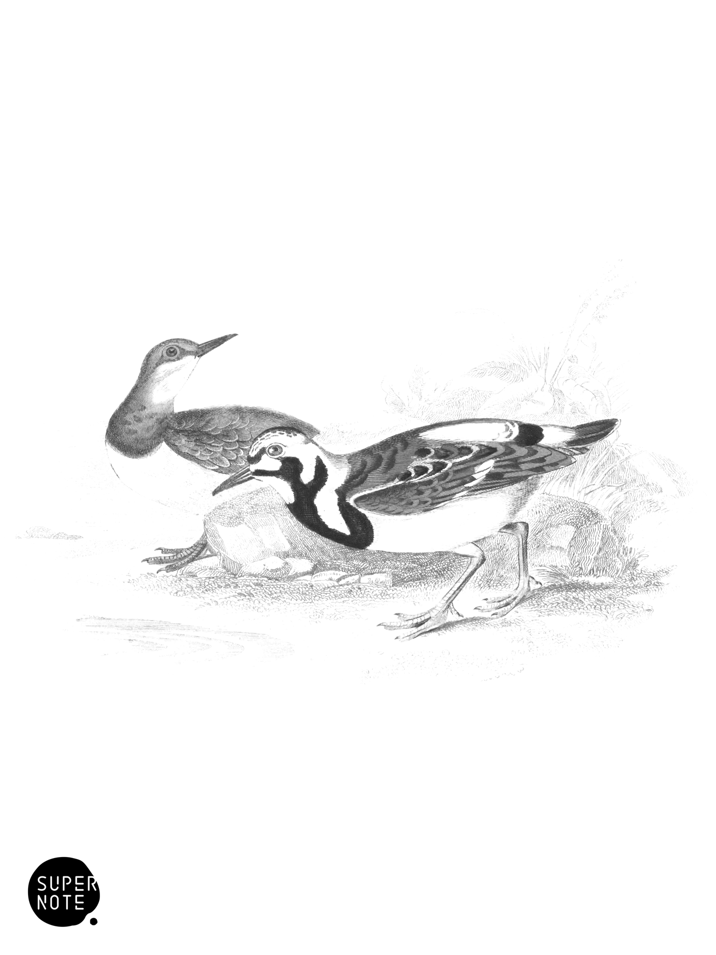 Turnstone (vol-34 plate-20).png