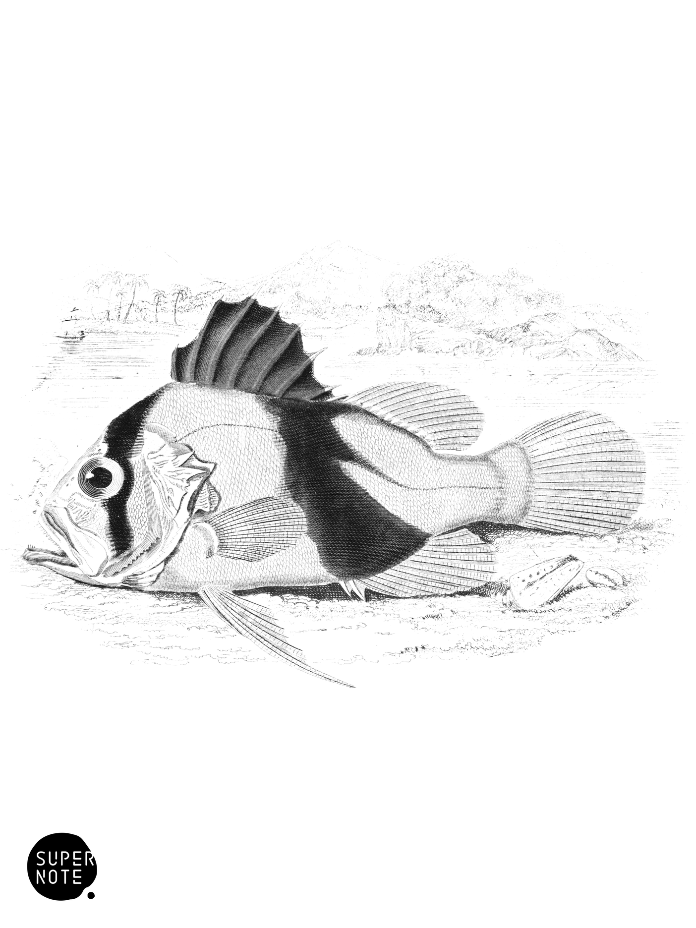 Two Banded Diploprion (vol-07 plate-10).png