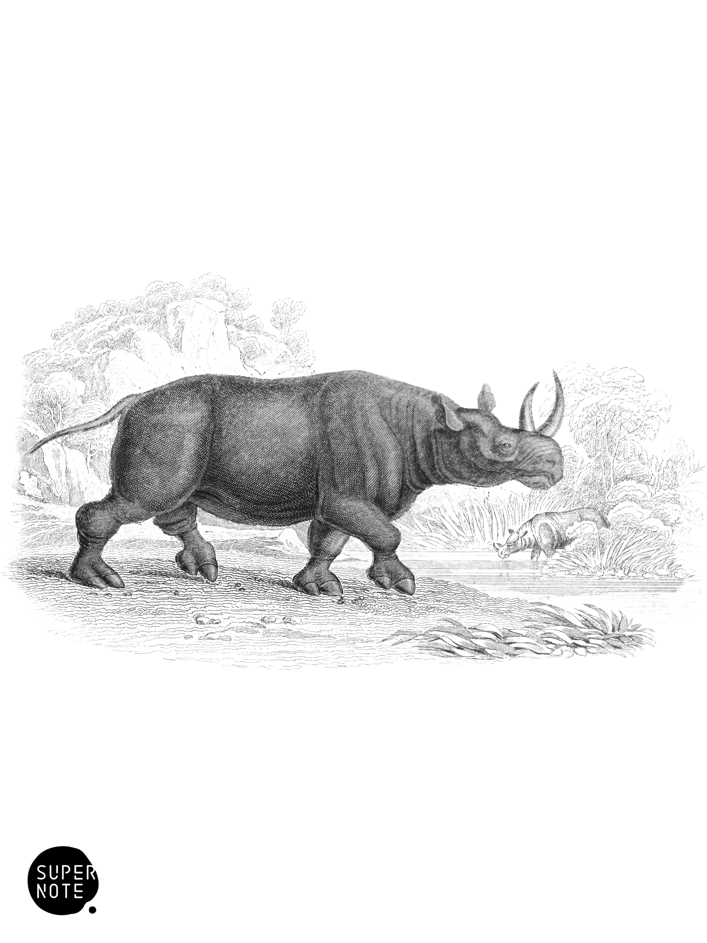 Two-Horned African Rhinoceros (vol-13 plate-12).png