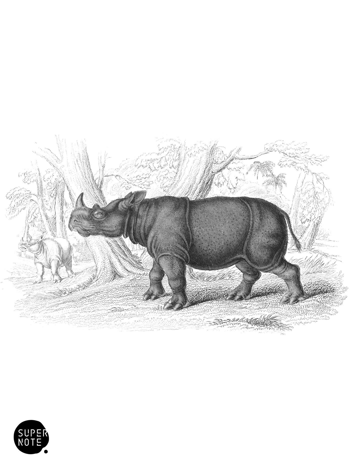 Two-Horned Sumatran Rhinoceros (vol-13 plate-11).png
