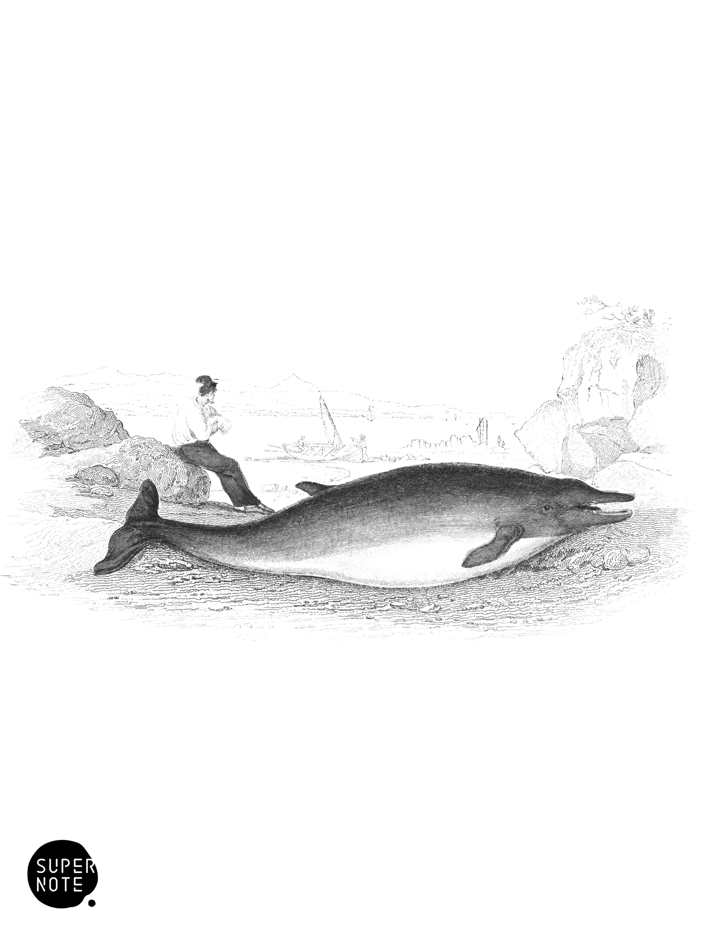 Two-Teethed Whale of Sowerby (vol-16 plate-12).png