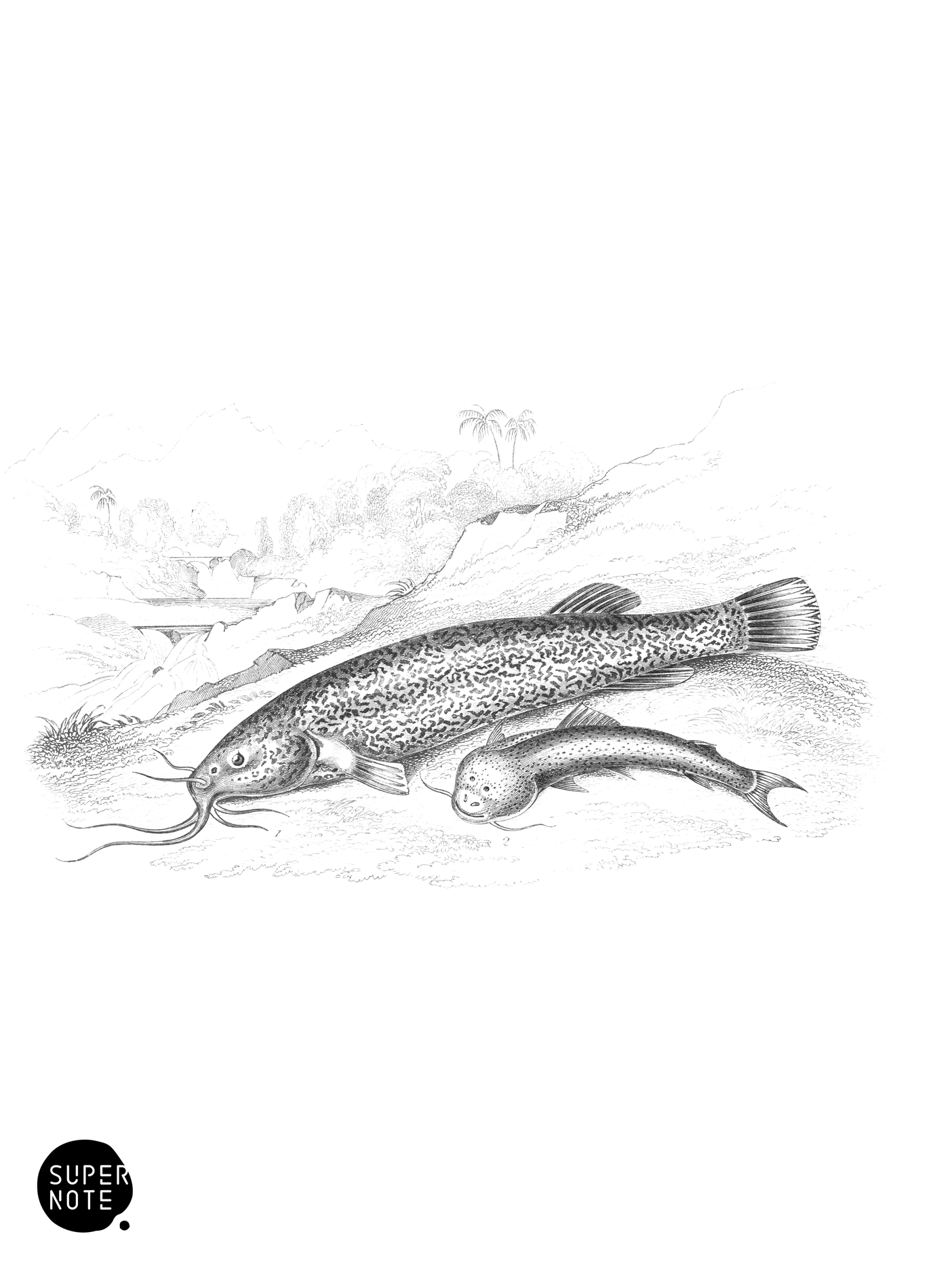 Unarmed Eremophilus & Pimelodus of the Volcanos (vol-38 plate-30).png