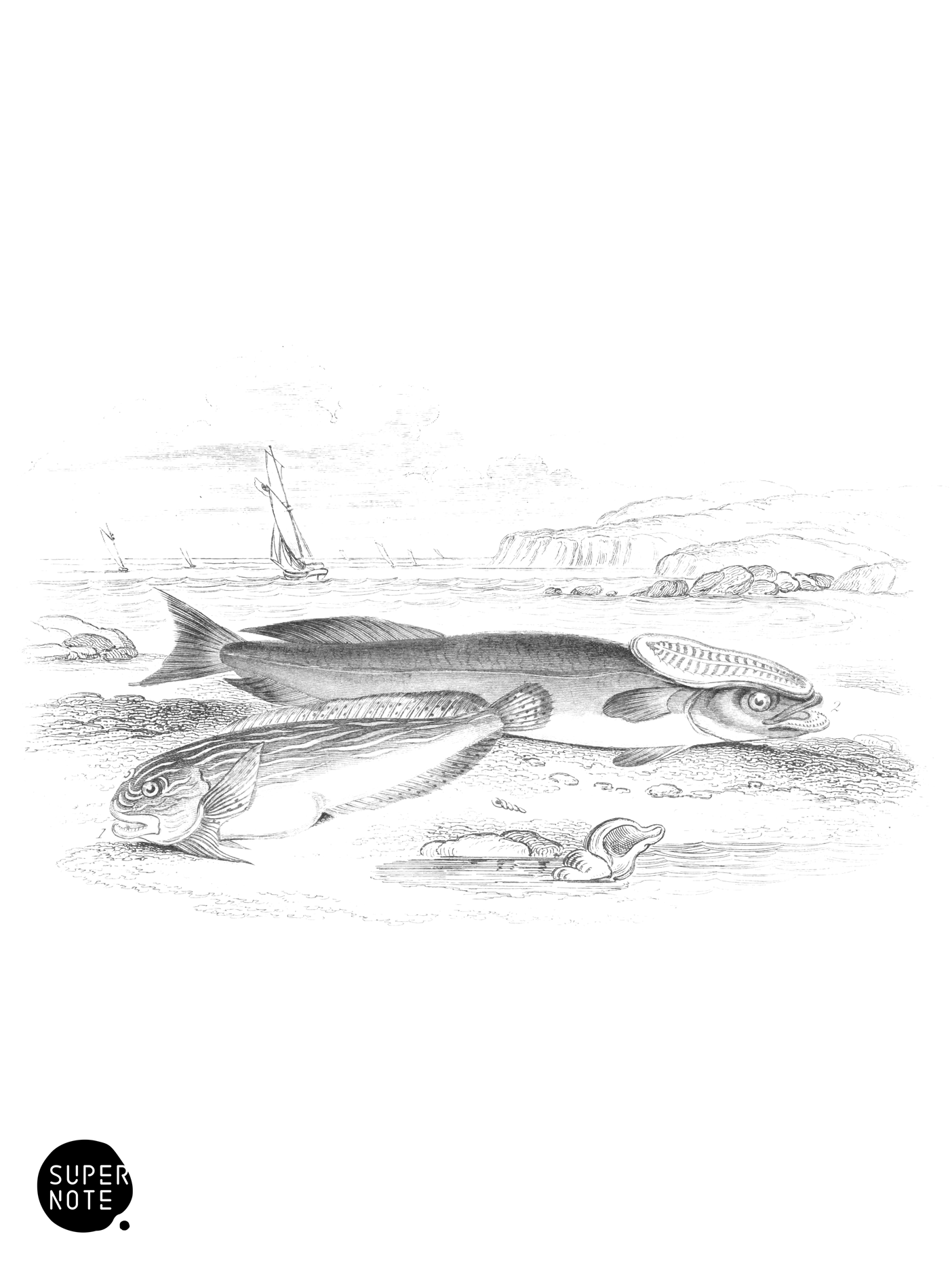 Unctuous Sucker, or Sea-Snail & Common Sucking-Fish (vol-39 plate-14).png