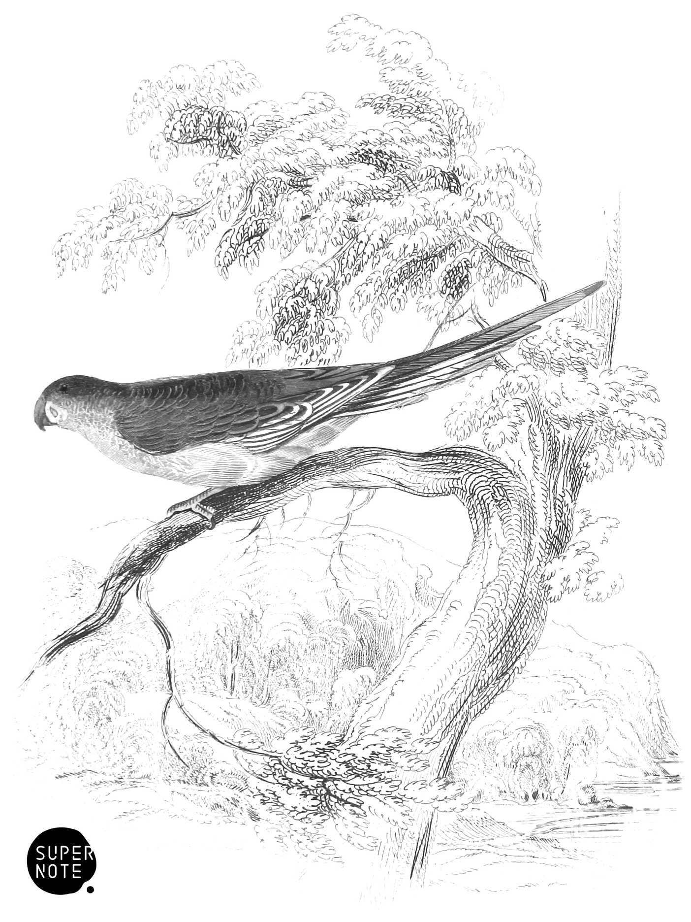 Undulated Nanodes (vol-15 plate-28).png