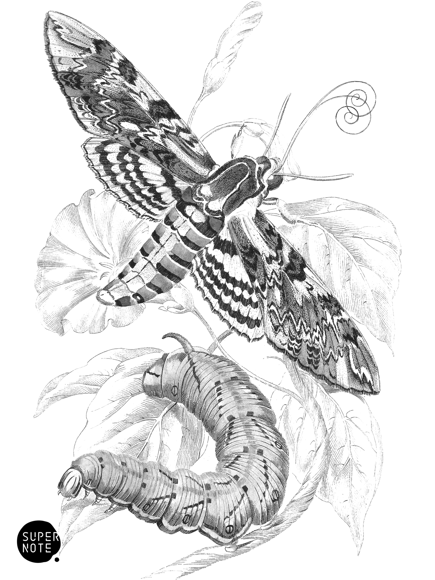 Unicorn Hawk-Moth (vol-14 plate-6).png
