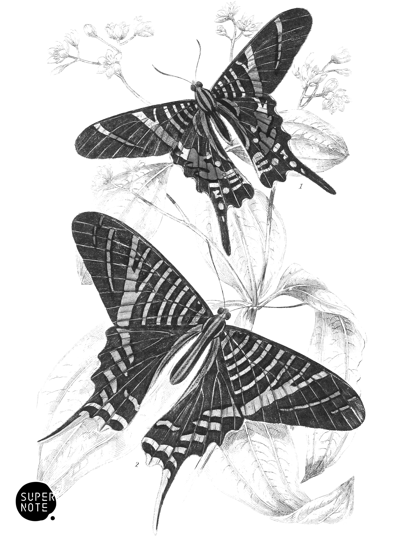 Urania Sloanus & U. Leilus (vol-18 plate-29).png