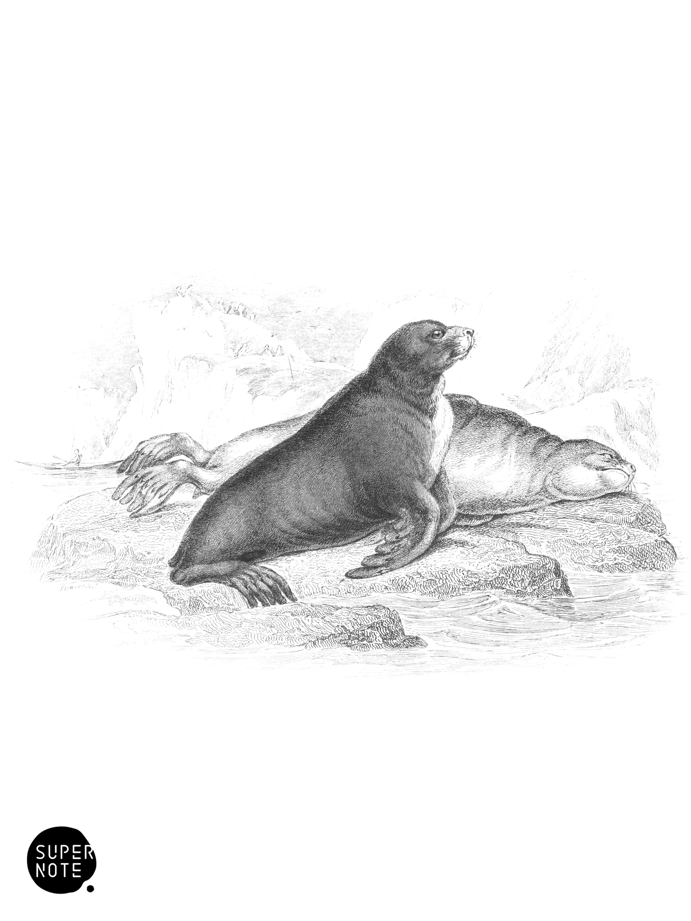 Ursine Seal, or Sea-Bar of Forster (vol-23 plate-22).png