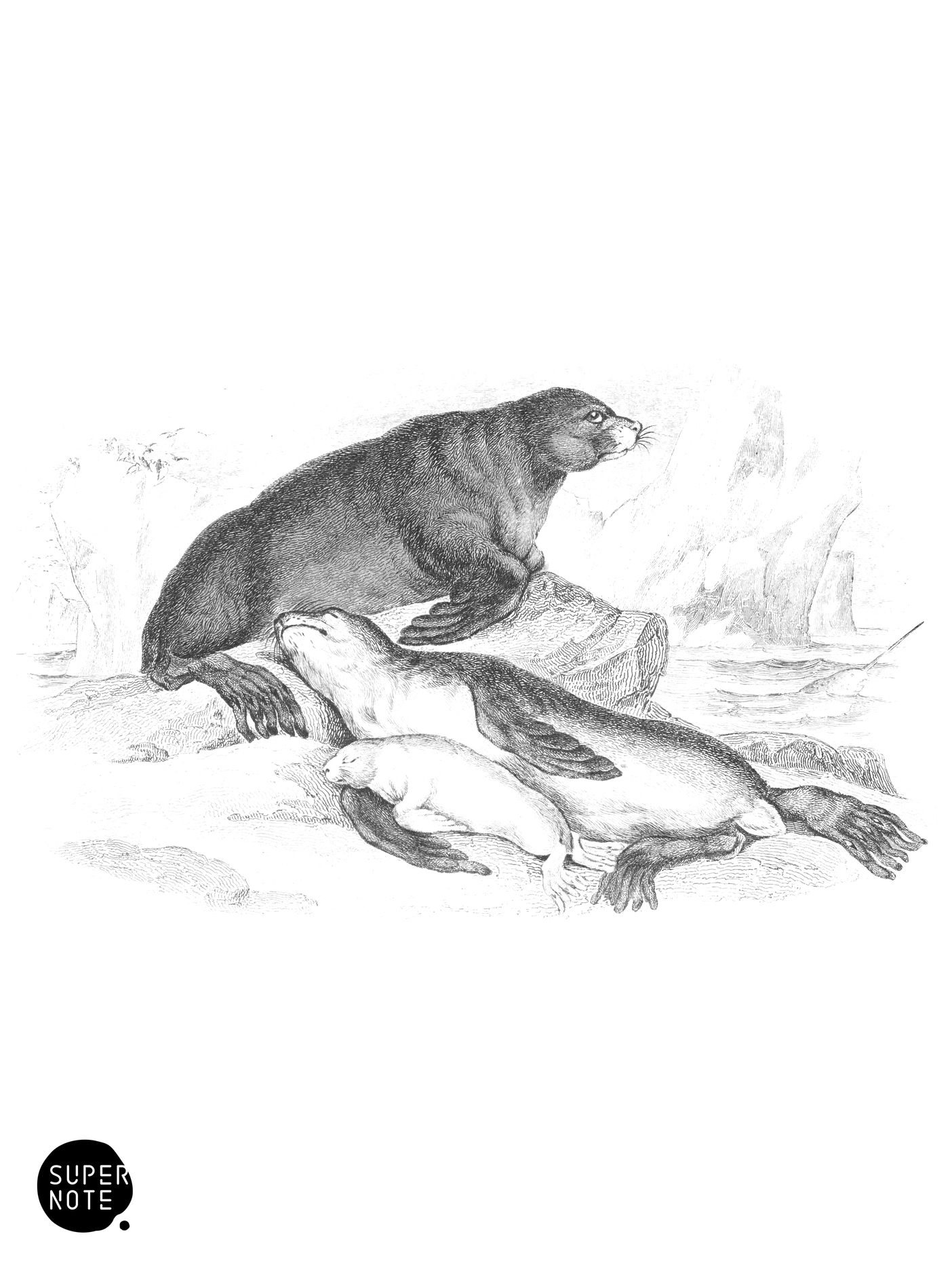 Ursine Seal, or Sea-Bar of Stellar (vol-23 plate-21).png
