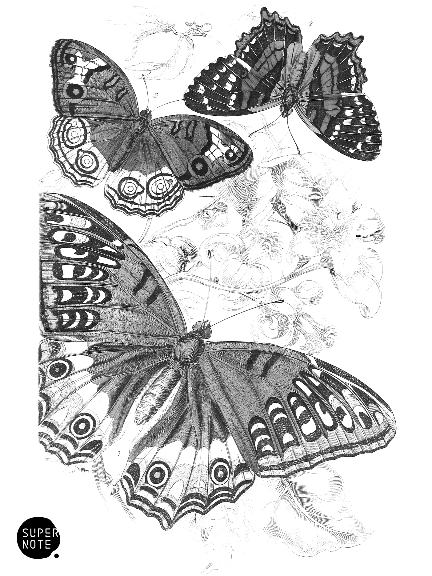 Vanessa Juliana, V. amathea & V. Orithya (vol-18 plate-15).png