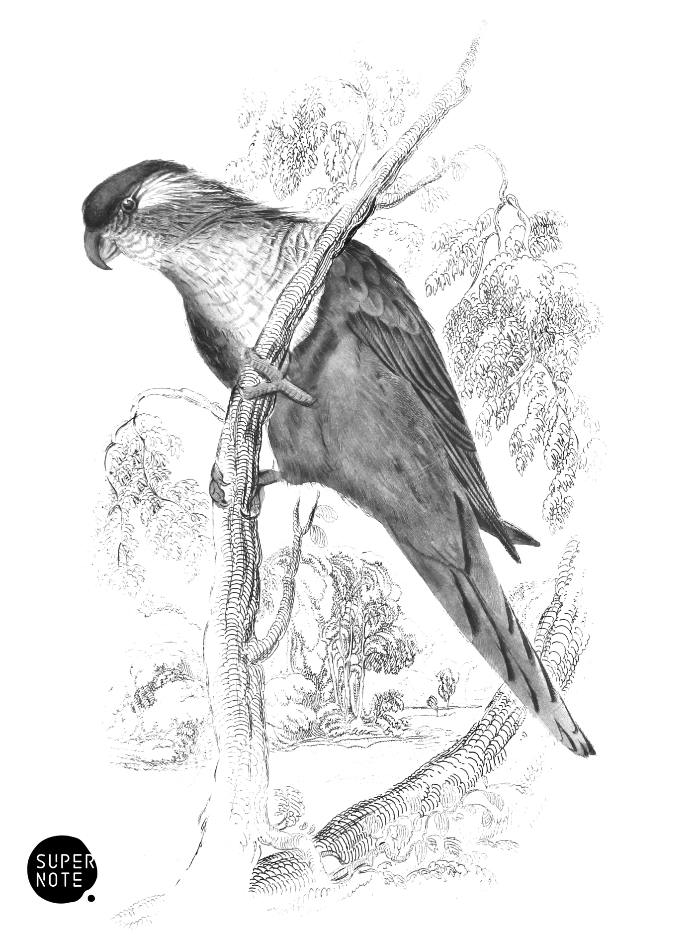 Varied Lorikeet (vol-15 plate-21).png