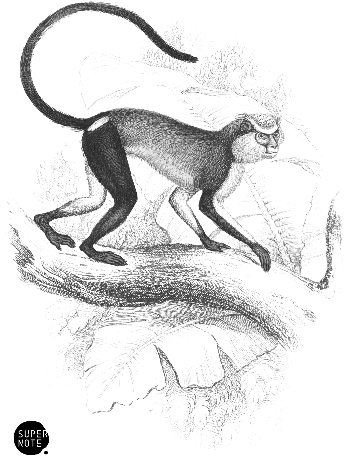 Varied Monkey (vol-02 plate-10-cw).png