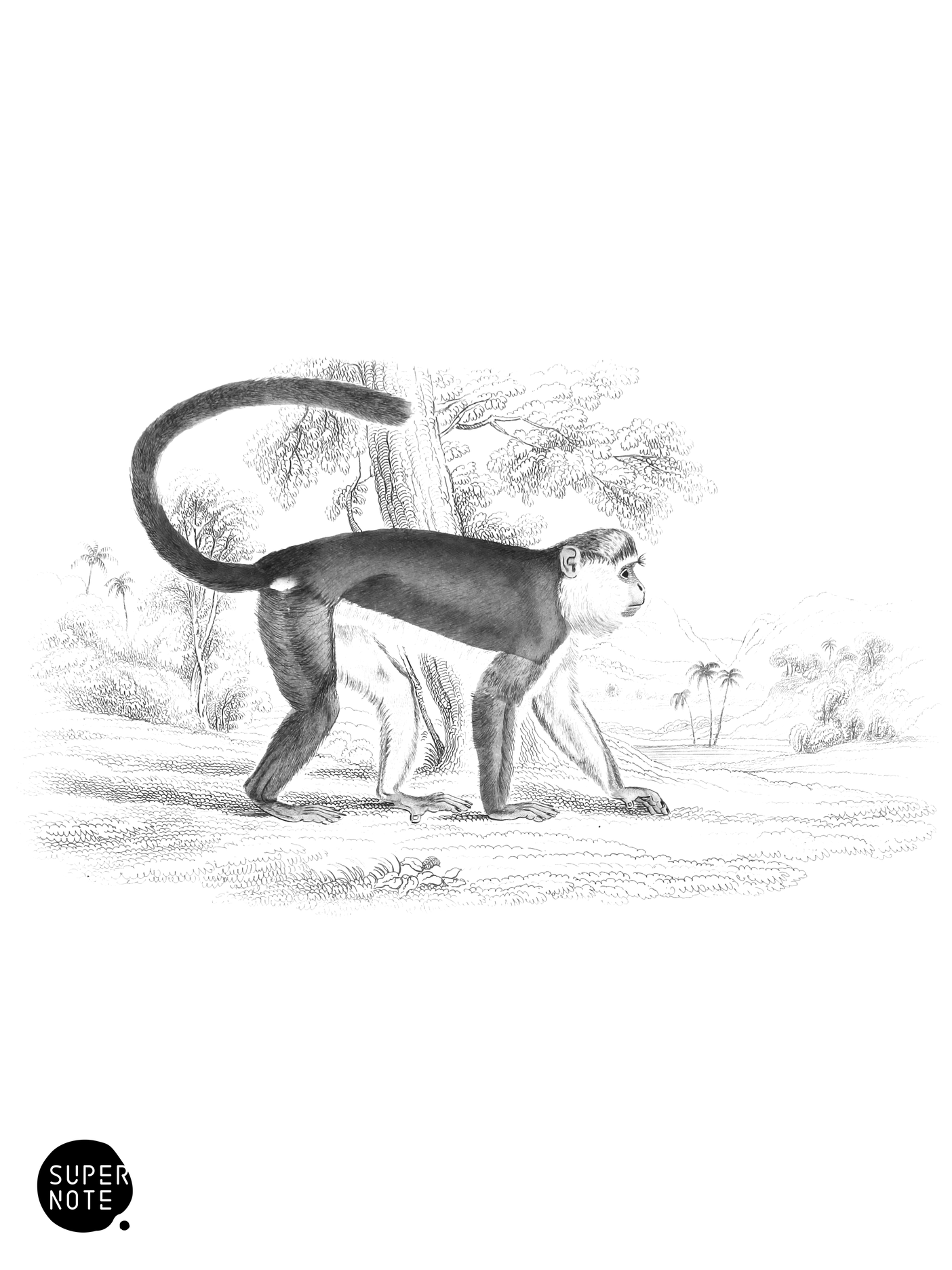 Varied Monkey (vol-02 plate-10-lizars).png