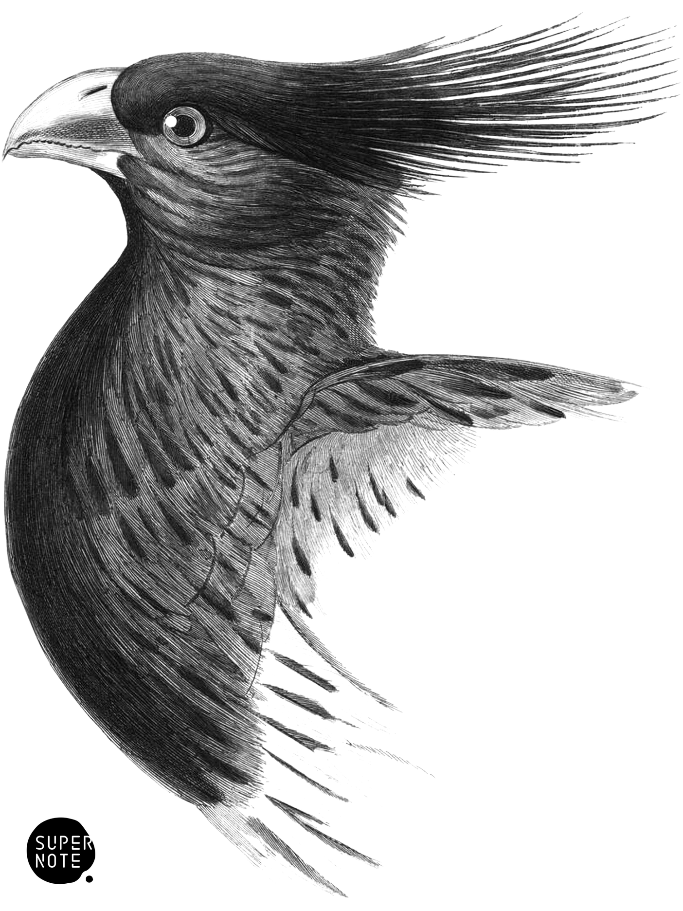 Variegated, or Crested Plantain-Eater (vol-17 plate-20).png