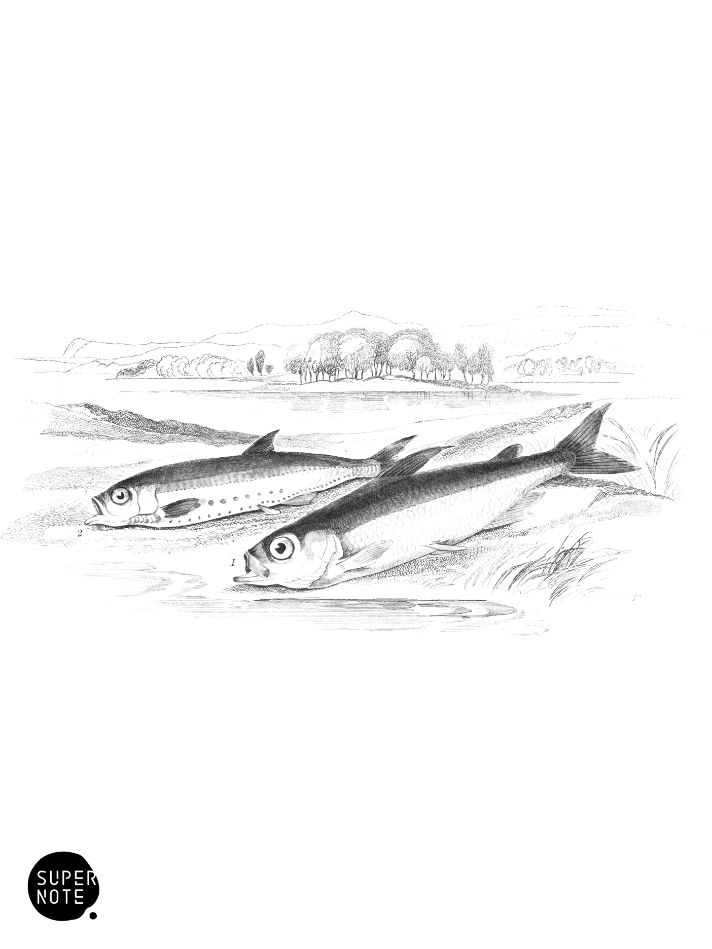 Vendace & Argentine (vol-39 plate-2).png