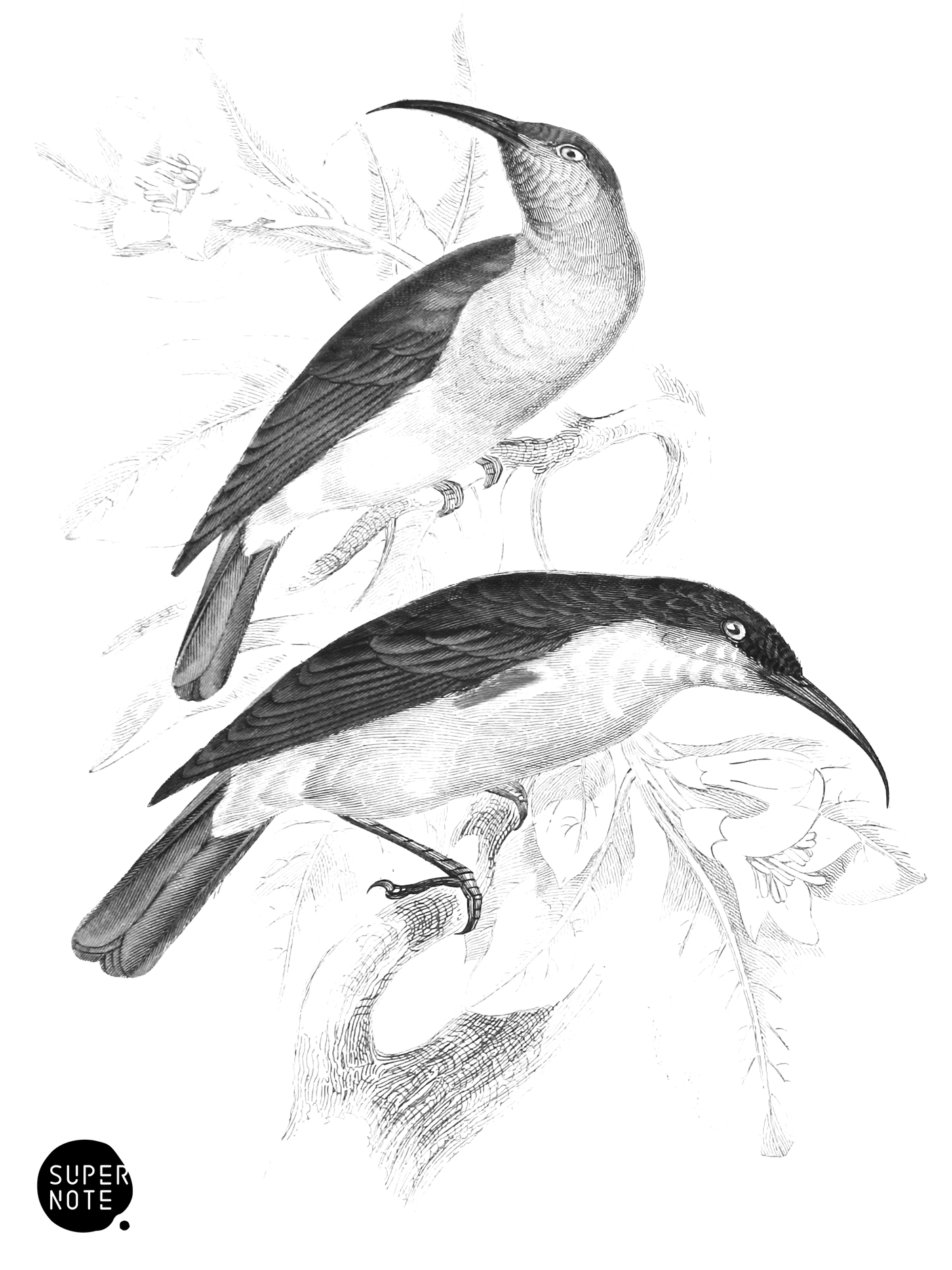 Verreaux’s Sun-Birds (vol-36 plate-9).png