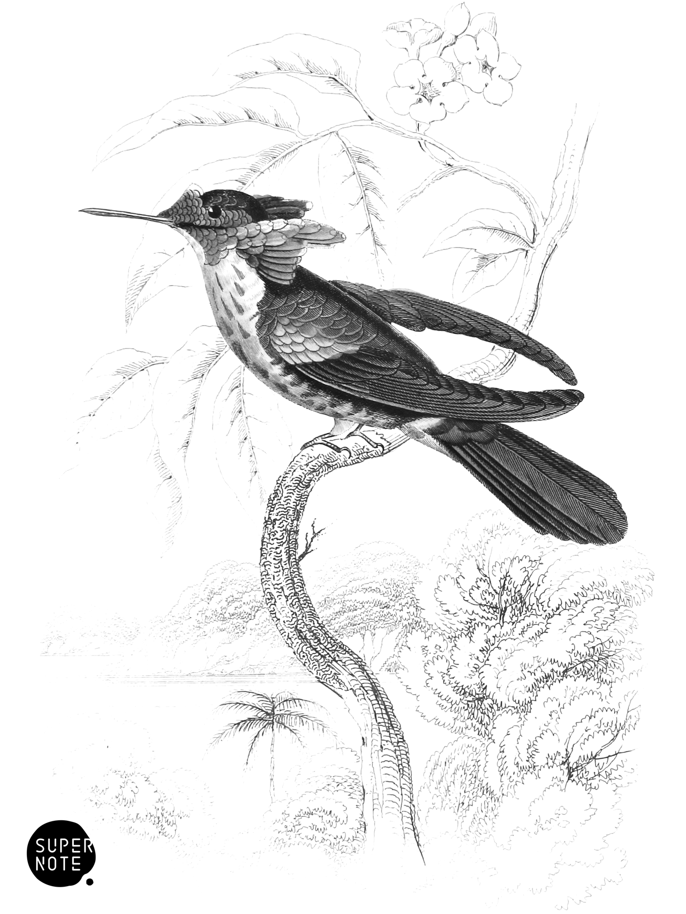 Vieillot’s Humming-Bird (vol-01 plate-18).png