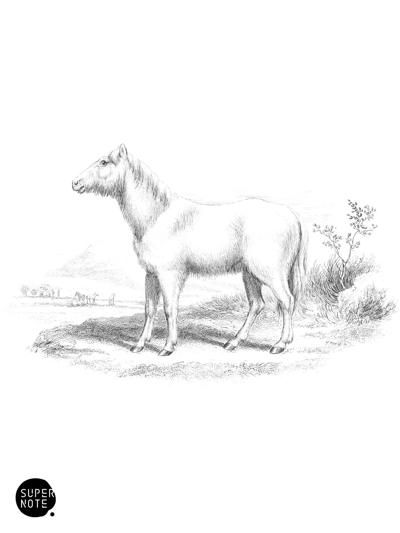 Villous Horse (vol-31 plate-4).png