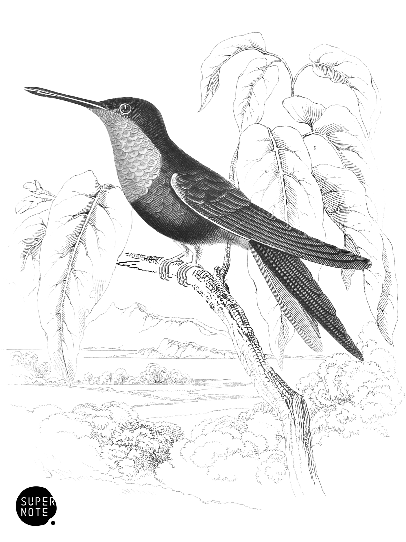 Violet Fork-Tailed Humming-Bird (vol-01 plate-23).png